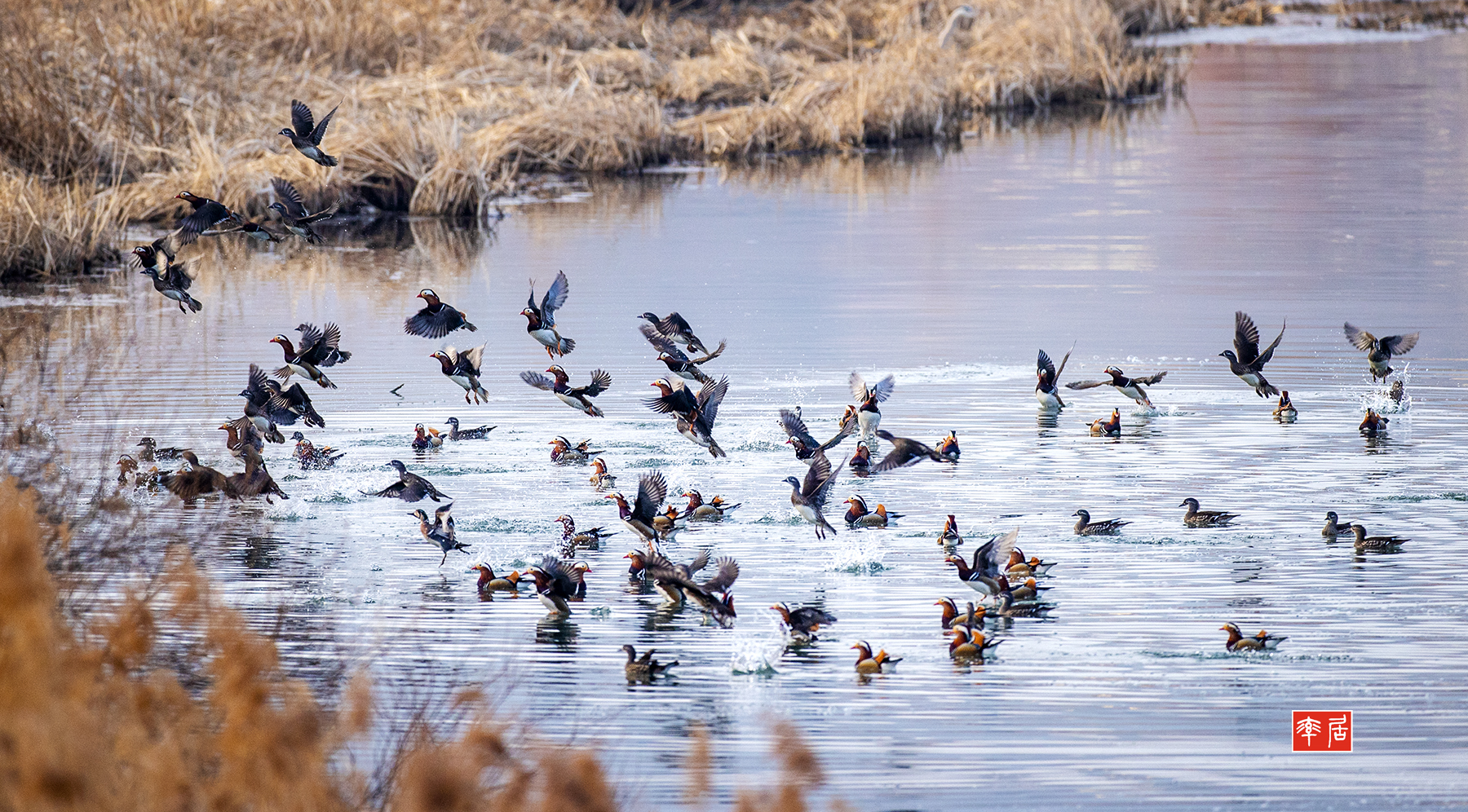 PHOTO BY changickheun | Canon EOS-1D X Mark III | 2024:02:03 07:56:39 | ISO-800 | 1/1000 sec | f 4.5 | 600 mm | EV=0 | ● WIDTH:1800 pixels  HEIGHT:996 pixels