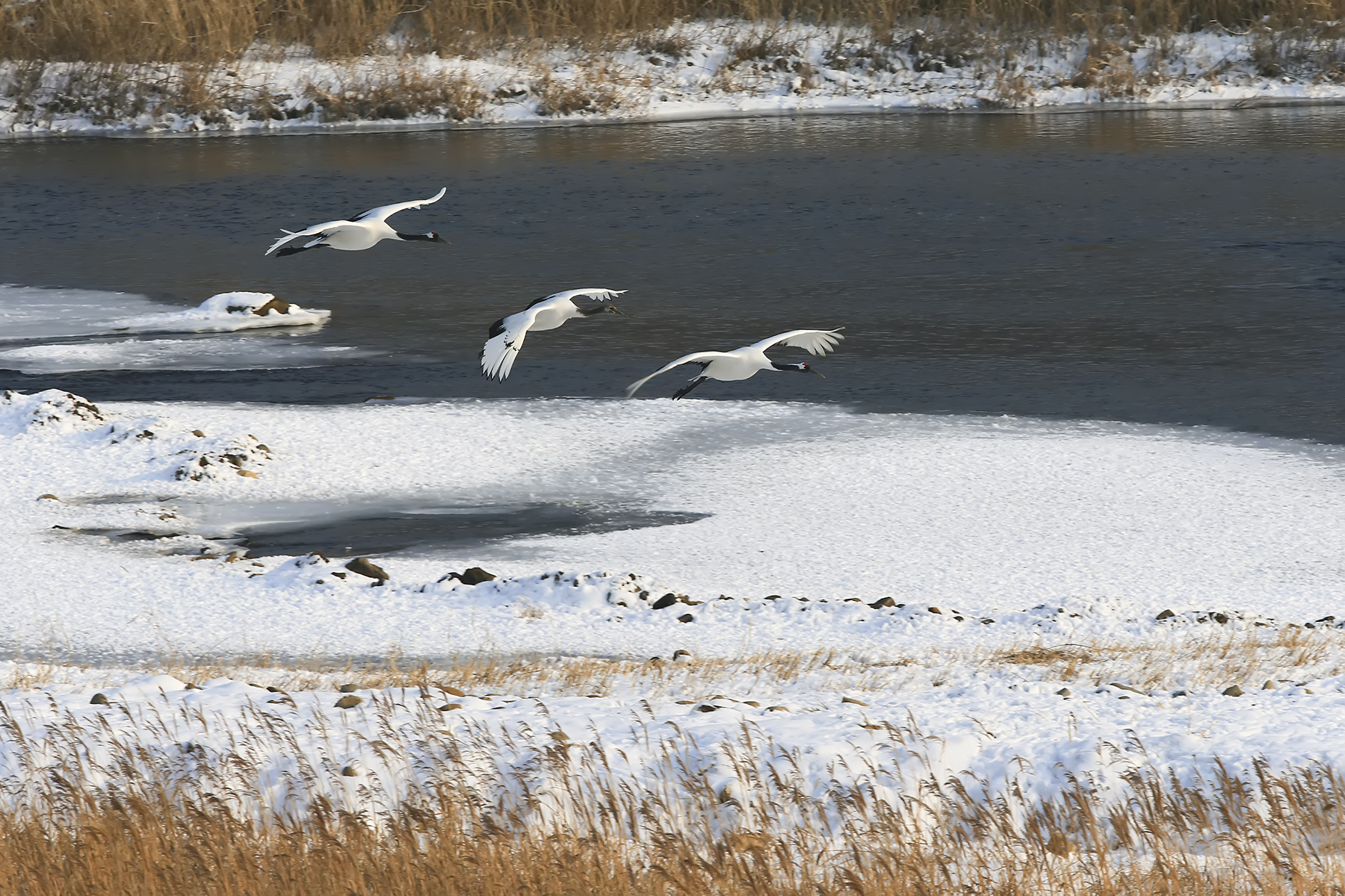 PHOTO BY WO2YA LAB | Canon EOS-1D X Mark II | 2024:01:15 16:00:49 | ISO-3200 | 1/2000 sec | f 25 | 271 mm | EV=0 | ● WIDTH:1800 pixels  HEIGHT:1200 pixels