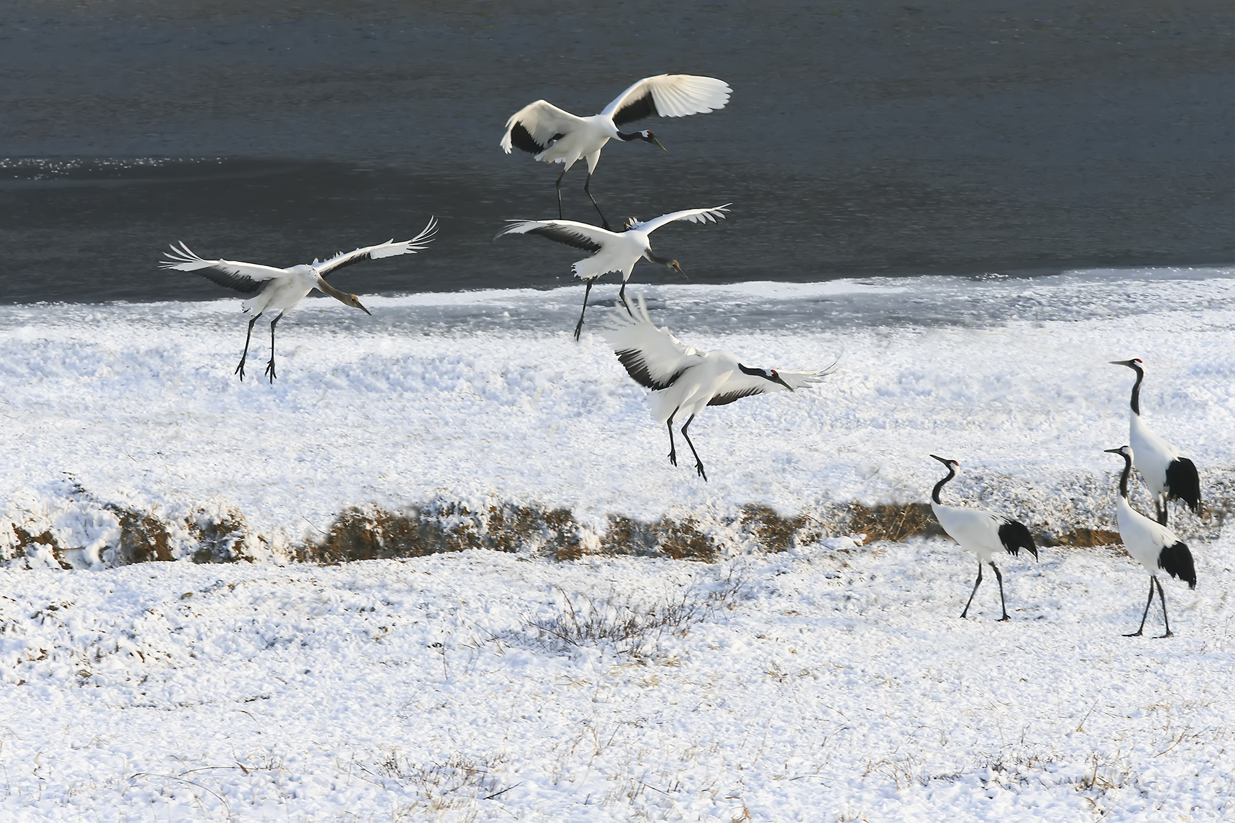 PHOTO BY WO2YA LAB | Canon EOS-1D X Mark II | 2024:01:15 16:00:50 | ISO-3200 | 1/2000 sec | f 25 | 271 mm | EV=0 | ● WIDTH:1800 pixels  HEIGHT:1200 pixels