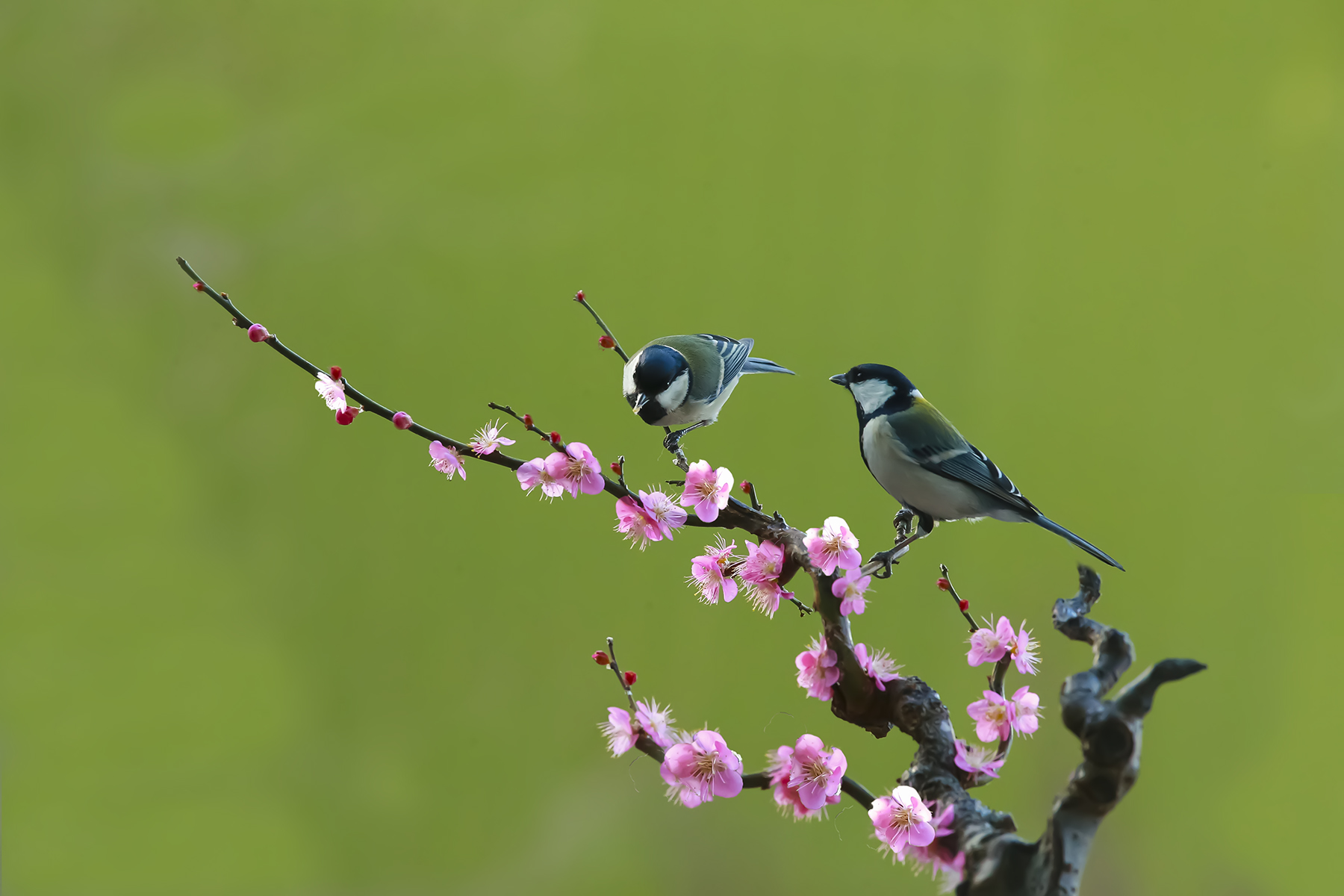 PHOTO BY WO2YA LAB | Canon EOS-1D X Mark II | 2024:01:15 16:00:50 | ISO-3200 | 1/2000 sec | f 25 | 271 mm | EV=0 | ● WIDTH:1800 pixels  HEIGHT:1200 pixels