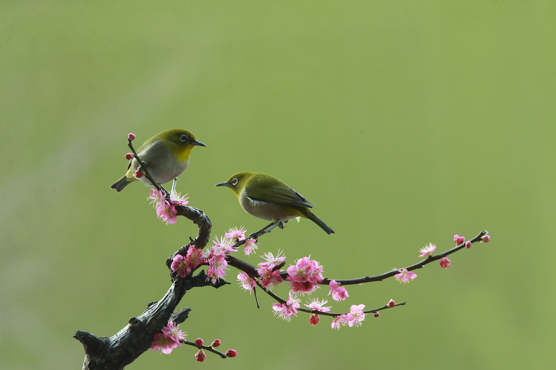 PHOTO BY WO2YA LAB | Canon EOS-1D X Mark II | 2024:01:15 16:00:50 | ISO-3200 | 1/2000 sec | f 25 | 271 mm | EV=0 | ● WIDTH:1800 pixels  HEIGHT:1200 pixels