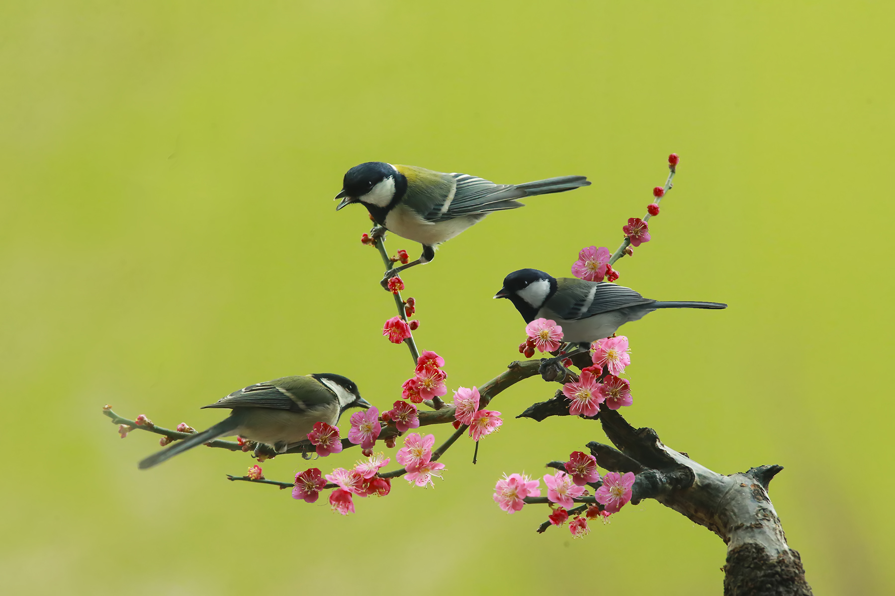 PHOTO BY WO2YA LAB | Canon EOS-1D X Mark II | 2024:01:15 16:00:50 | ISO-3200 | 1/2000 sec | f 25 | 271 mm | EV=0 | ● WIDTH:1800 pixels  HEIGHT:1200 pixels