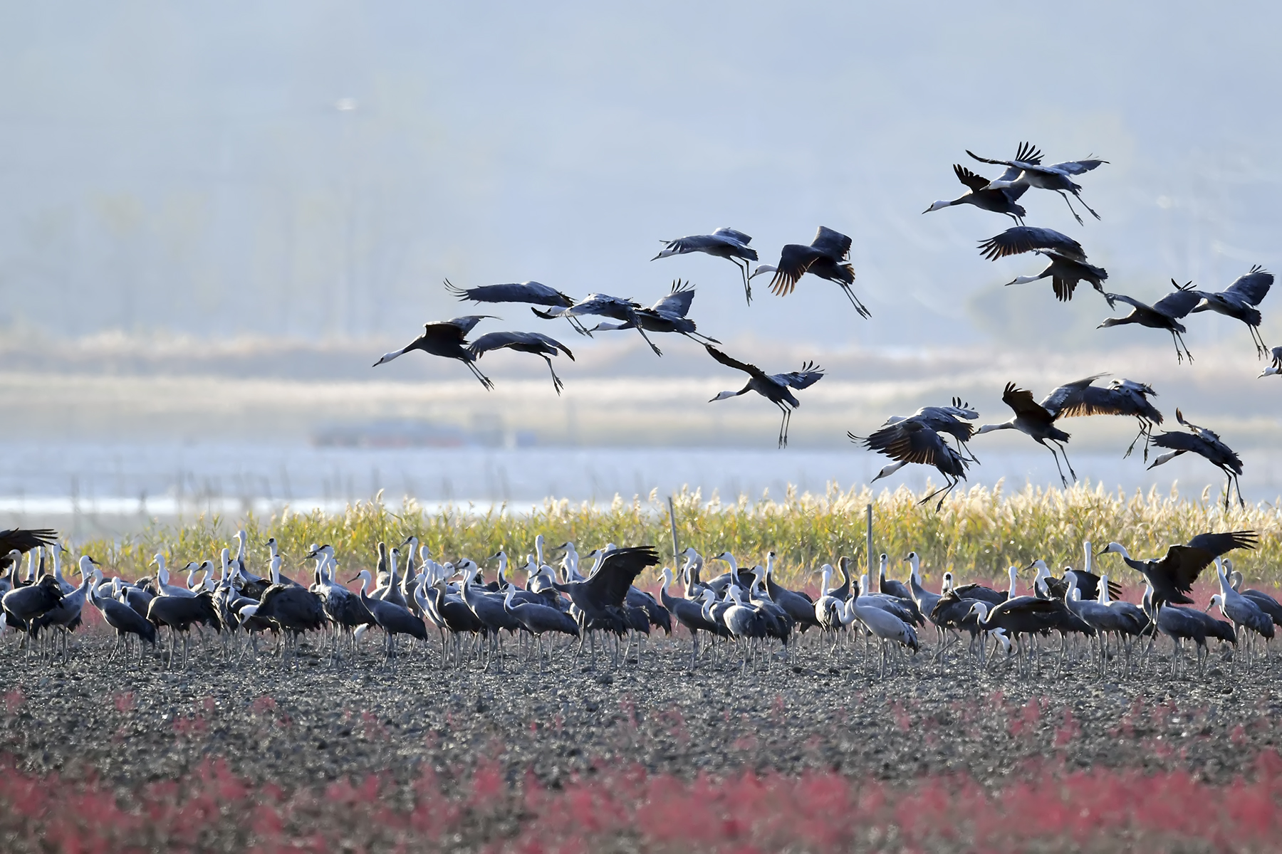 PHOTO BY WO2YA LAB | Canon EOS-1D X Mark II | 2024:01:15 16:00:52 | ISO-3200 | 1/2000 sec | f 16 | 271 mm | EV=0 | ● WIDTH:1800 pixels  HEIGHT:1200 pixels