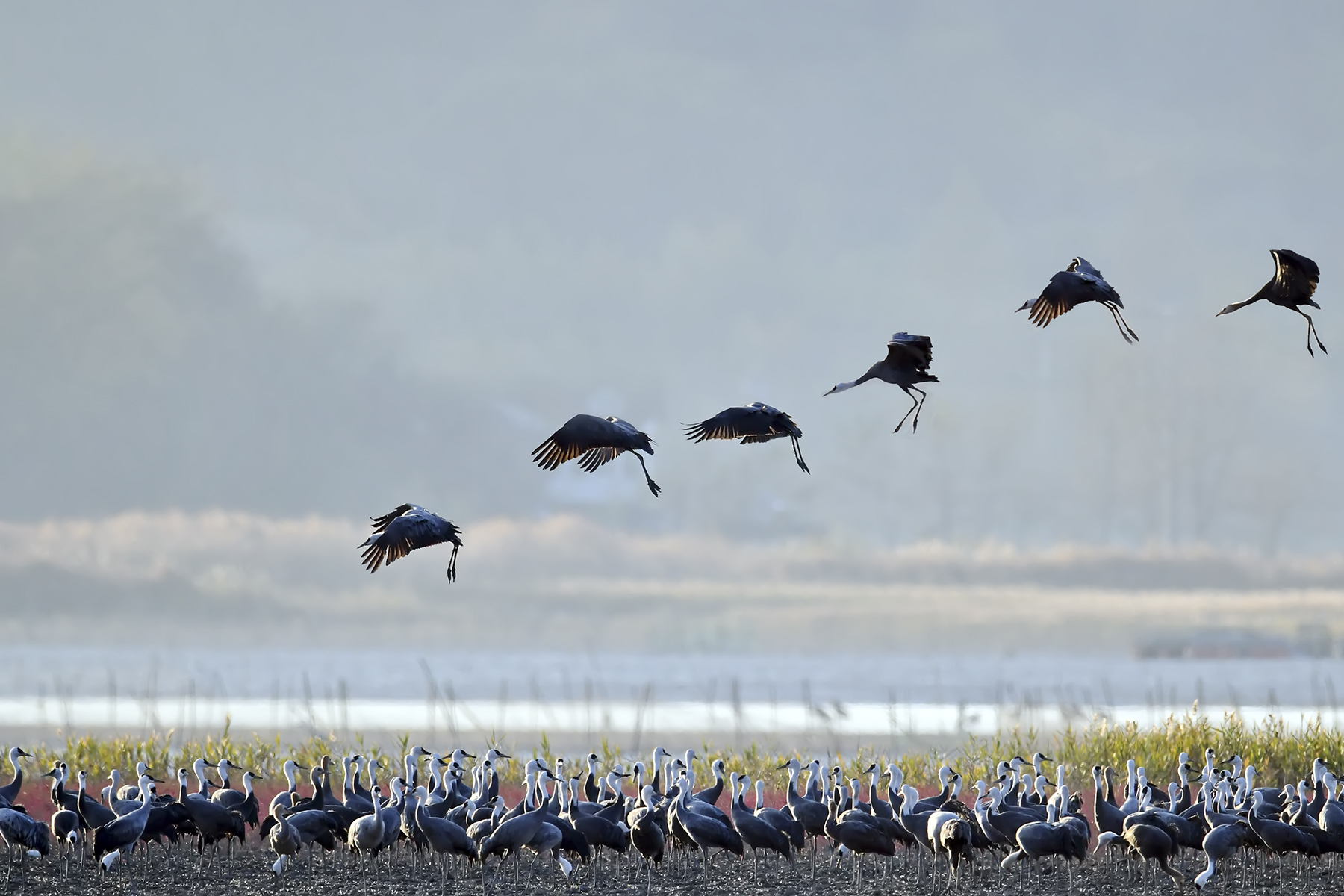 PHOTO BY WO2YA LAB | Canon EOS-1D X Mark II | 2024:01:15 16:00:52 | ISO-3200 | 1/2000 sec | f 16 | 271 mm | EV=0 | ● WIDTH:1800 pixels  HEIGHT:1200 pixels