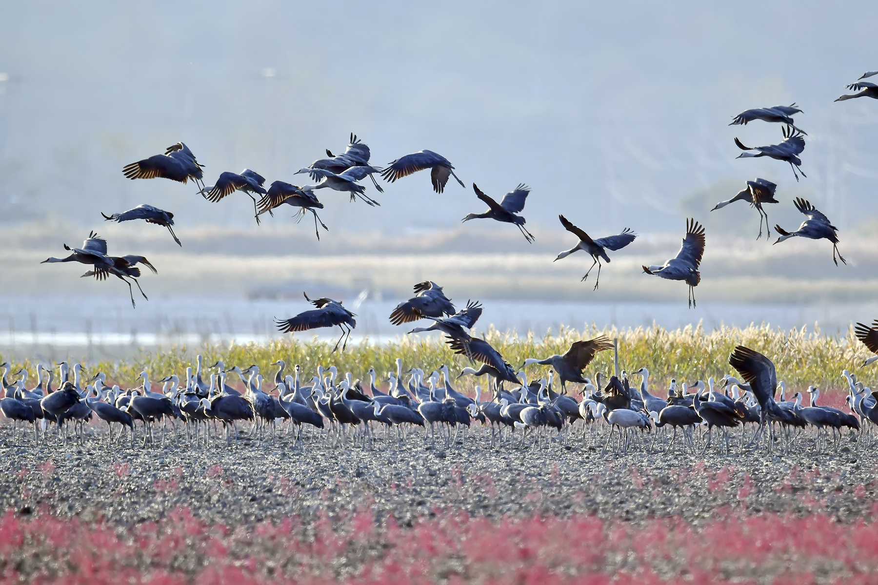 PHOTO BY WO2YA LAB | Canon EOS-1D X Mark II | 2024:01:15 16:00:52 | ISO-3200 | 1/2000 sec | f 16 | 271 mm | EV=0 | ● WIDTH:1800 pixels  HEIGHT:1200 pixels