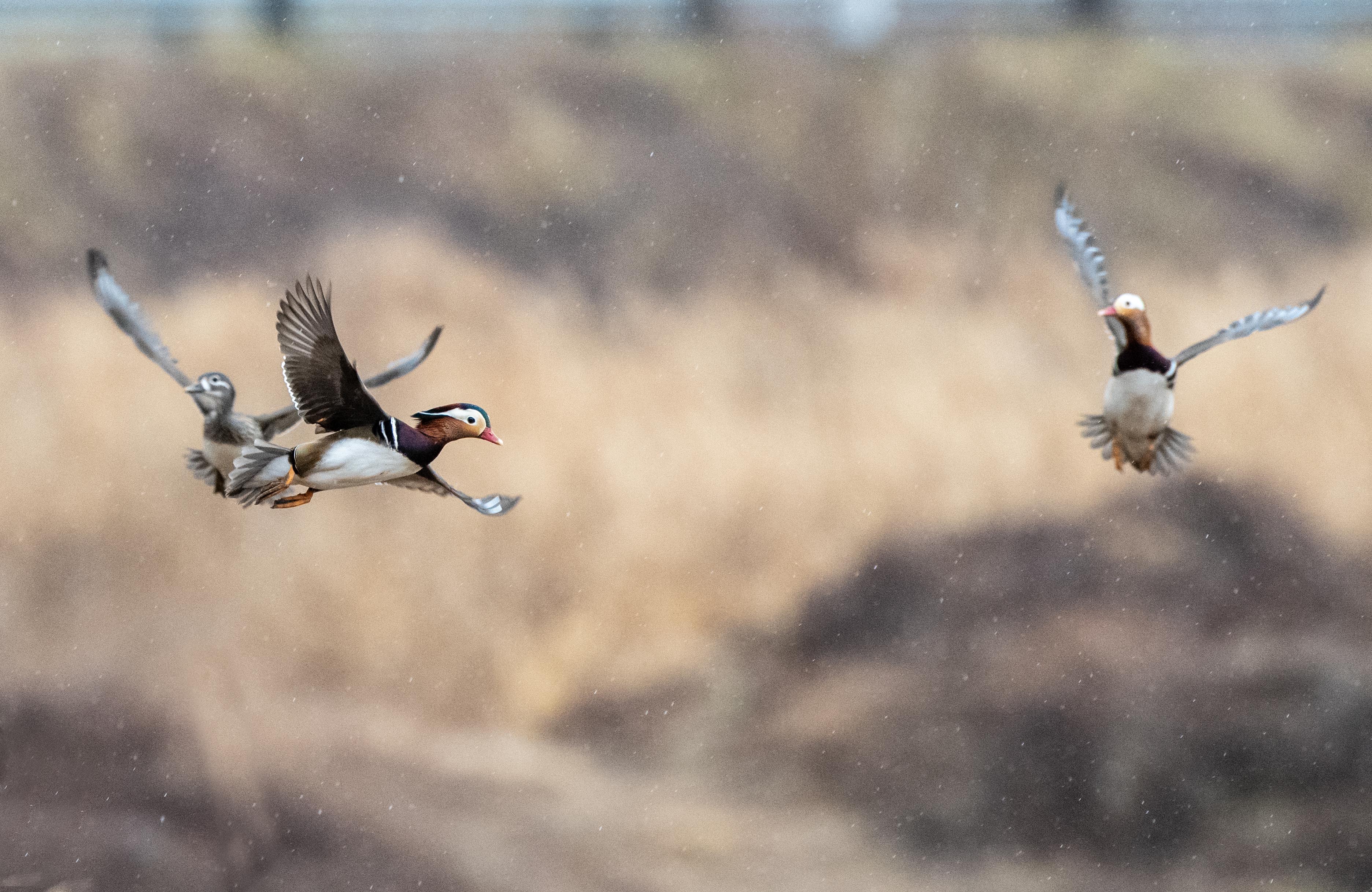 PHOTO BY  | NIKON D850 | 2024:02:05 09:35:40 | ISO-3200 | 1/1250 sec | f 7.1 | 600 mm | EV=0.3 | ● WIDTH:3745 pixels  HEIGHT:2434 pixels