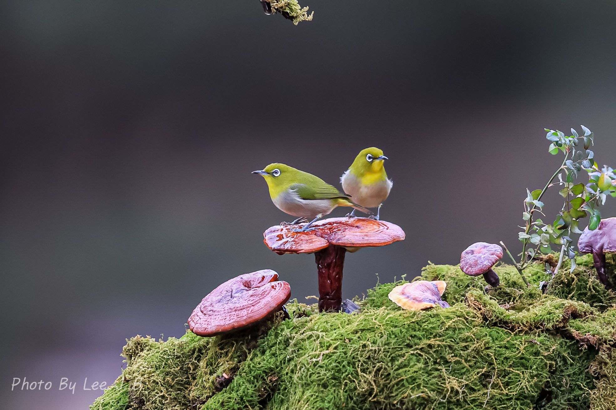 PHOTO BY  | Canon EOS R3 | 2024:01:01 14:37:13 | ISO-2000 | 1/1600 sec | f 4 | 600 mm | EV=-1 | ● WIDTH:1967 pixels  HEIGHT:1310 pixels