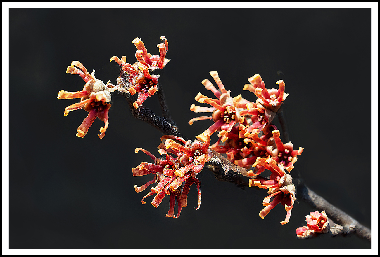 PHOTO BY  | ILCE-6000 | 2022:03:08 11:59:00 | ISO-320 | 1/400 sec | f 8 | 50 mm | EV=-0.3 | ● WIDTH:1300 pixels  HEIGHT:881 pixels