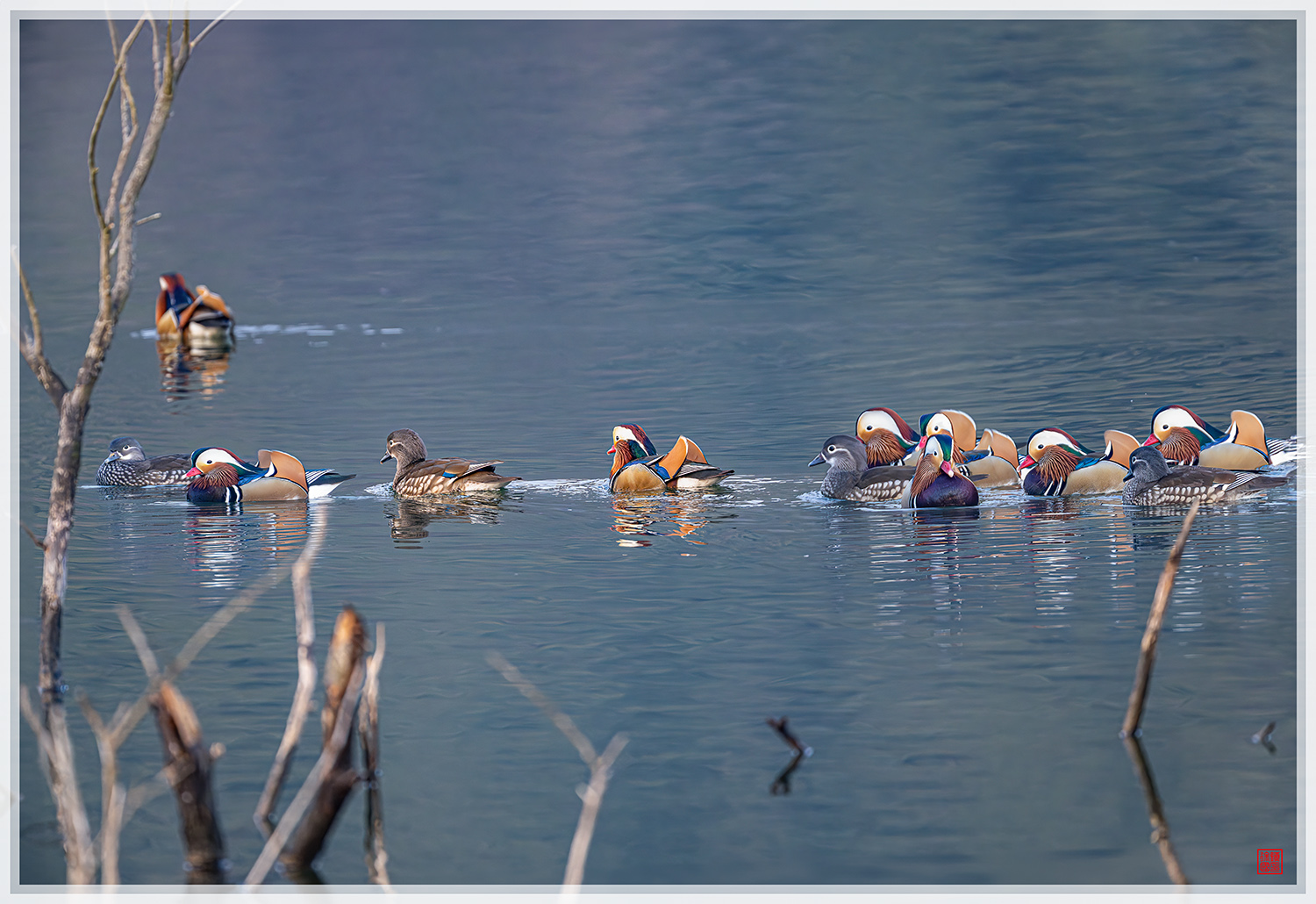 PHOTO BY  | NIKON Z 9 | 2024:02:03 08:08:49 | ISO-3200 | 1/640 sec | f 6.3 | 840 mm | EV=0 | ● WIDTH:1500 pixels  HEIGHT:1030 pixels