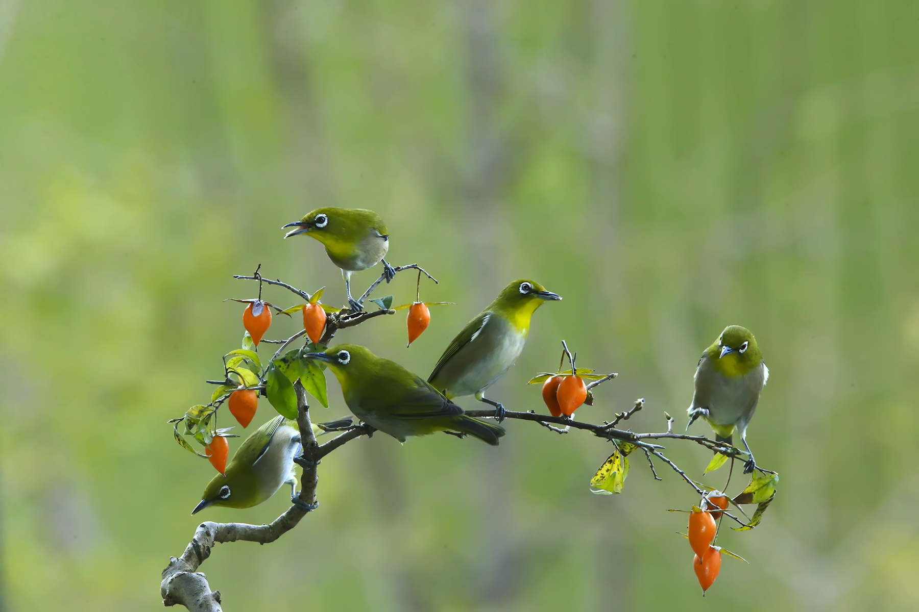 PHOTO BY WO2YA LAB | Canon EOS-1D X Mark II | 2024:01:15 16:00:52 | ISO-3200 | 1/2000 sec | f 16 | 271 mm | EV=0 | ● WIDTH:1800 pixels  HEIGHT:1200 pixels