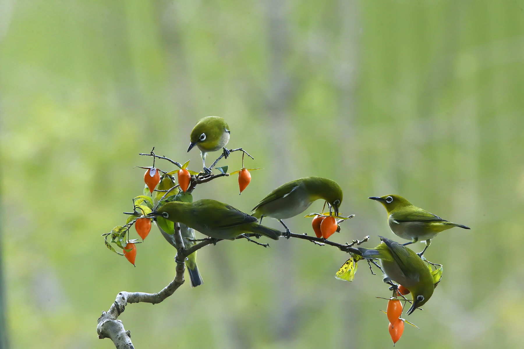 PHOTO BY WO2YA LAB | Canon EOS-1D X Mark II | 2024:01:15 16:00:52 | ISO-3200 | 1/2000 sec | f 16 | 271 mm | EV=0 | ● WIDTH:1800 pixels  HEIGHT:1200 pixels