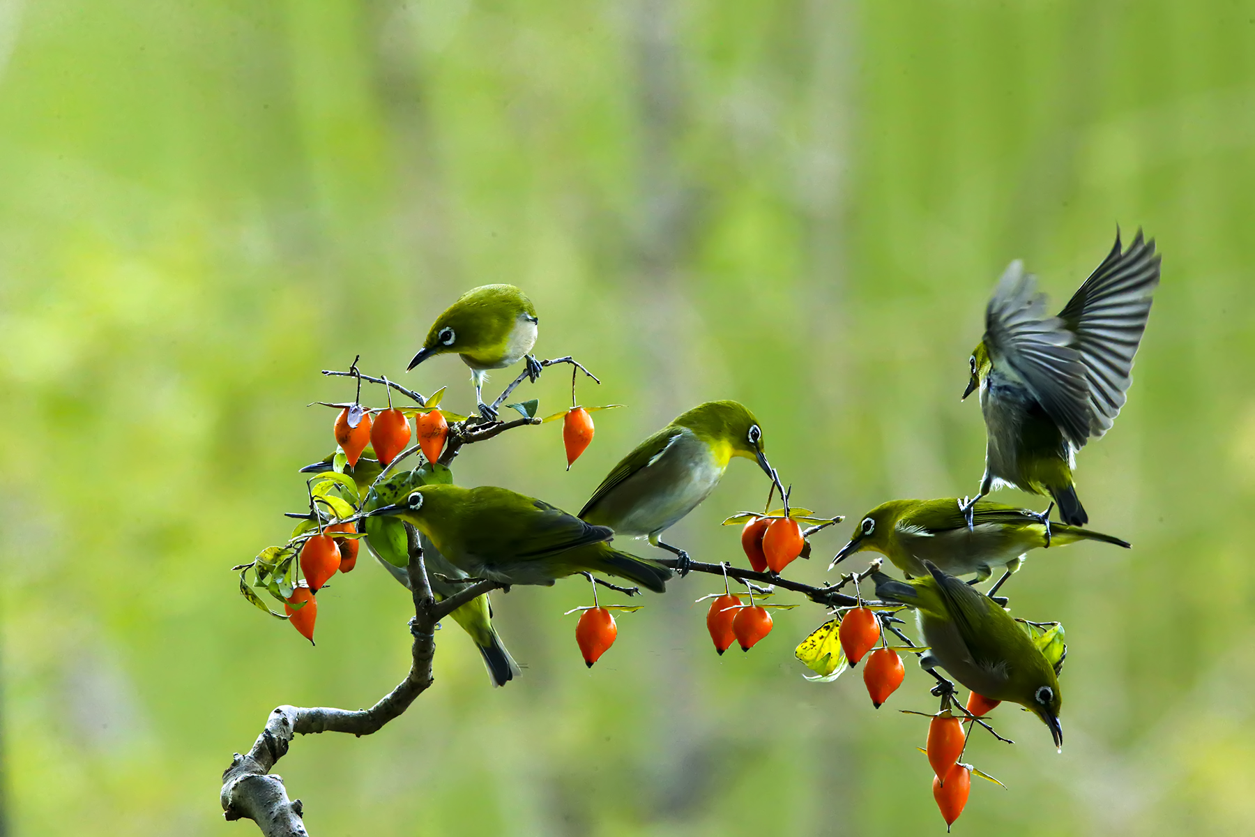 PHOTO BY WO2YA LAB | Canon EOS-1D X Mark II | 2024:01:15 16:00:52 | ISO-3200 | 1/2000 sec | f 16 | 271 mm | EV=0 | ● WIDTH:1800 pixels  HEIGHT:1200 pixels