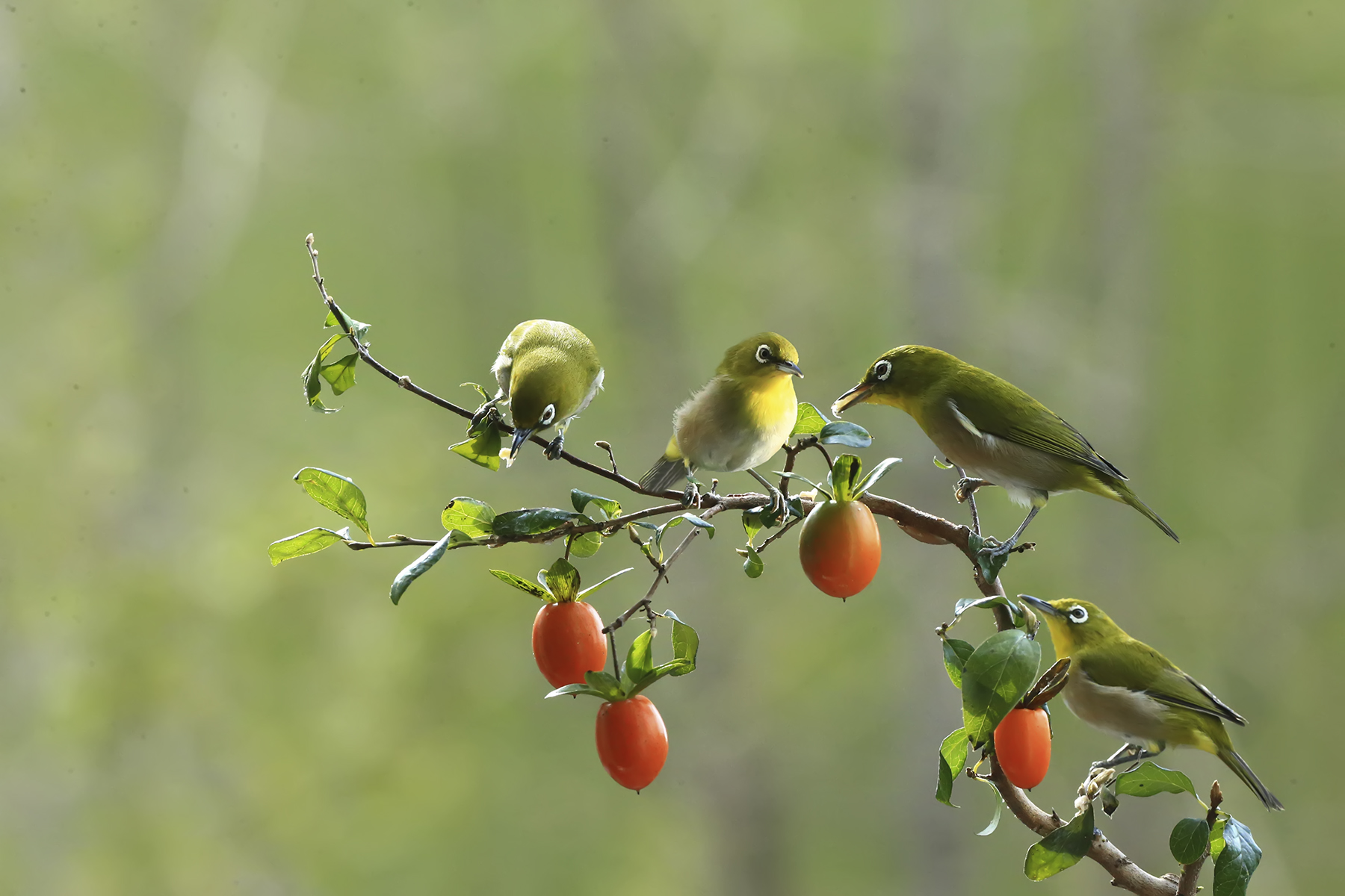 PHOTO BY WO2YA LAB | Canon EOS-1D X Mark II | 2024:01:15 16:00:52 | ISO-3200 | 1/2000 sec | f 16 | 271 mm | EV=0 | ● WIDTH:1800 pixels  HEIGHT:1200 pixels