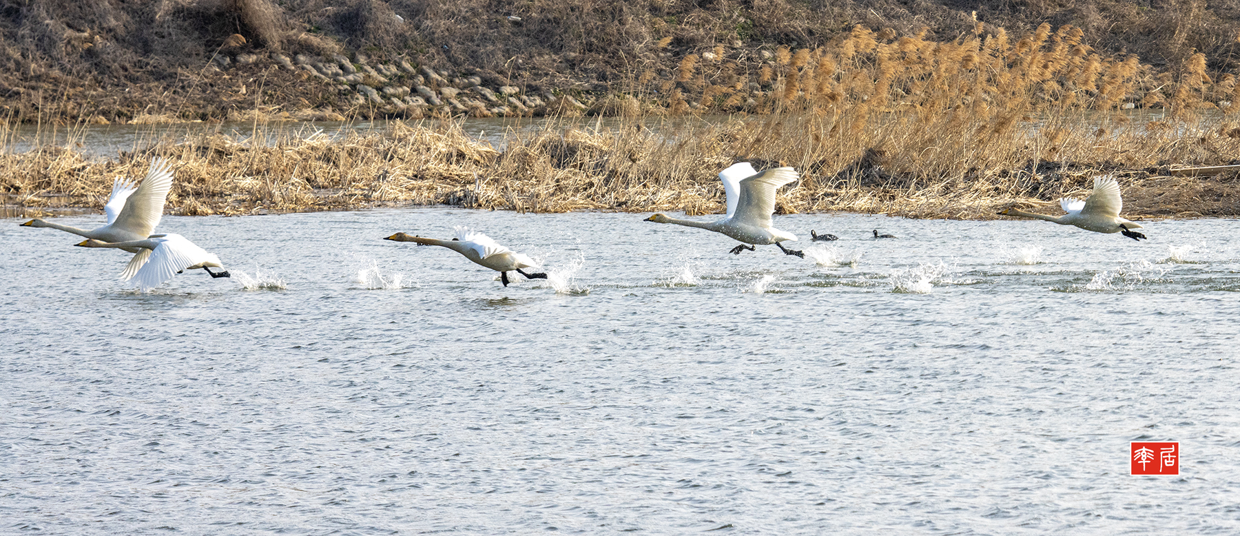 PHOTO BY changikheun | Canon EOS 90D | 2024:02:07 09:31:17 | ISO-1250 | 1/1600 sec | f 9 | 220 mm | EV=0 | ● WIDTH:1800 pixels  HEIGHT:778 pixels