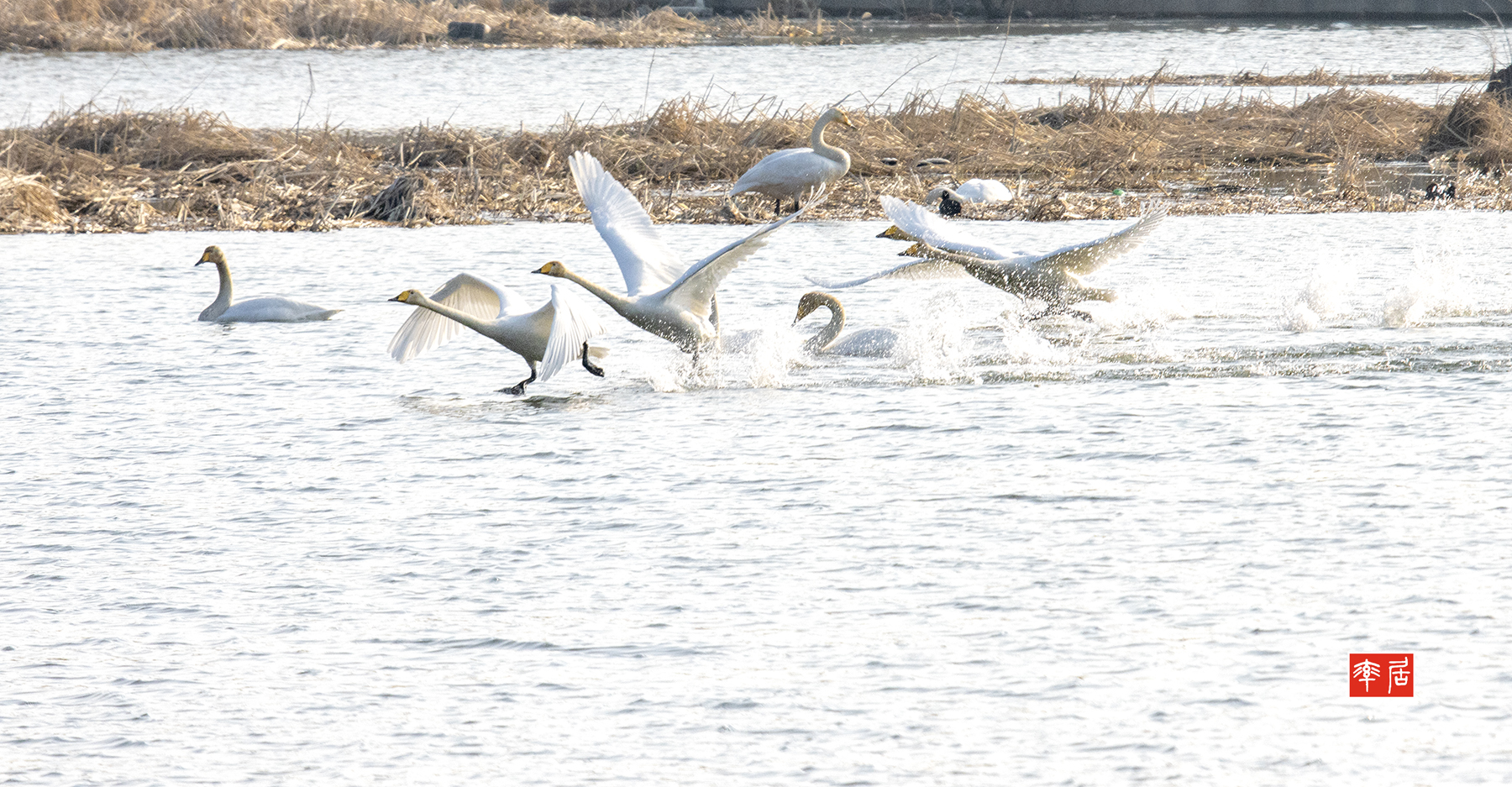 PHOTO BY changikheun | Canon EOS 90D | 2024:02:07 09:29:47 | ISO-1250 | 1/1600 sec | f 9 | 300 mm | EV=0 | ● WIDTH:1800 pixels  HEIGHT:937 pixels