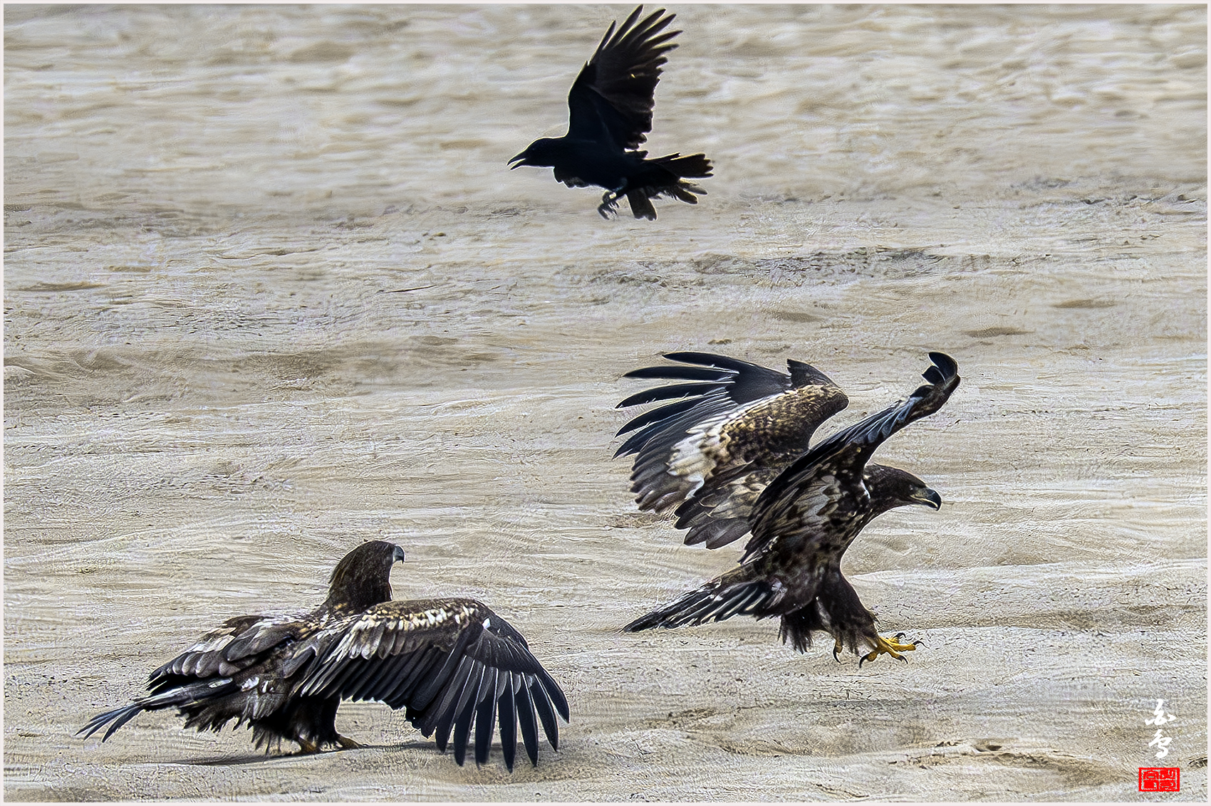 PHOTO BY  | NIKON Z 9 | 2024:02:06 13:10:18 | ISO-2500 | 1/5000 sec | f 8 | 1176 mm | EV=0 | ● WIDTH:1700 pixels  HEIGHT:1132 pixels