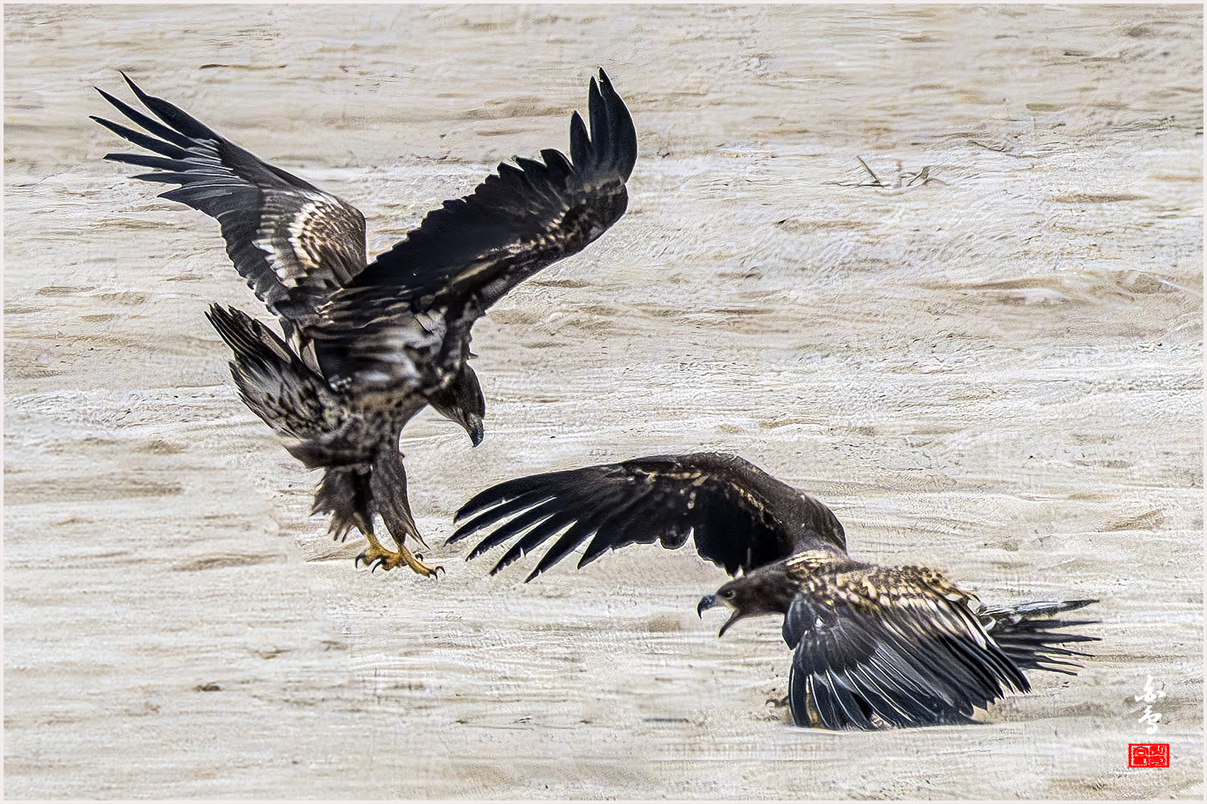 PHOTO BY  | NIKON Z 9 | 2024:02:06 13:10:40 | ISO-2500 | 1/5000 sec | f 8 | 1176 mm | EV=0 | ● WIDTH:1700 pixels  HEIGHT:1132 pixels