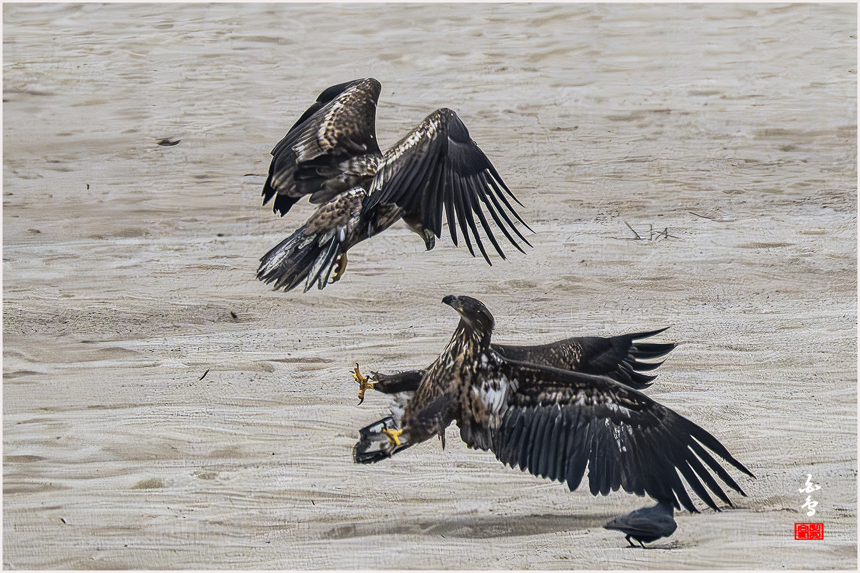 PHOTO BY  | NIKON Z 9 | 2024:02:06 13:10:39 | ISO-2500 | 1/5000 sec | f 8 | 1176 mm | EV=0 | ● WIDTH:1700 pixels  HEIGHT:1132 pixels