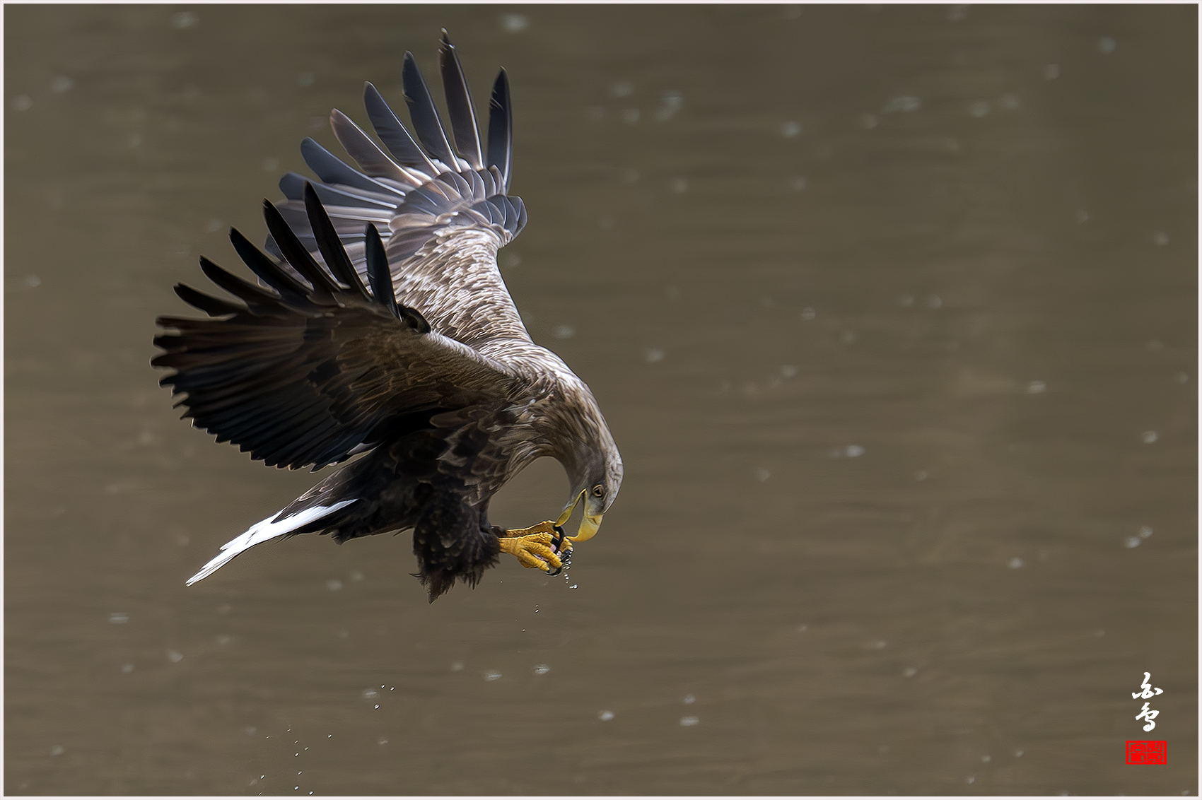 PHOTO BY  | NIKON Z 9 | 2024:02:06 09:26:22 | ISO-1600 | 1/1000 sec | f 6.3 | 840 mm | EV=0 | ● WIDTH:1700 pixels  HEIGHT:1132 pixels