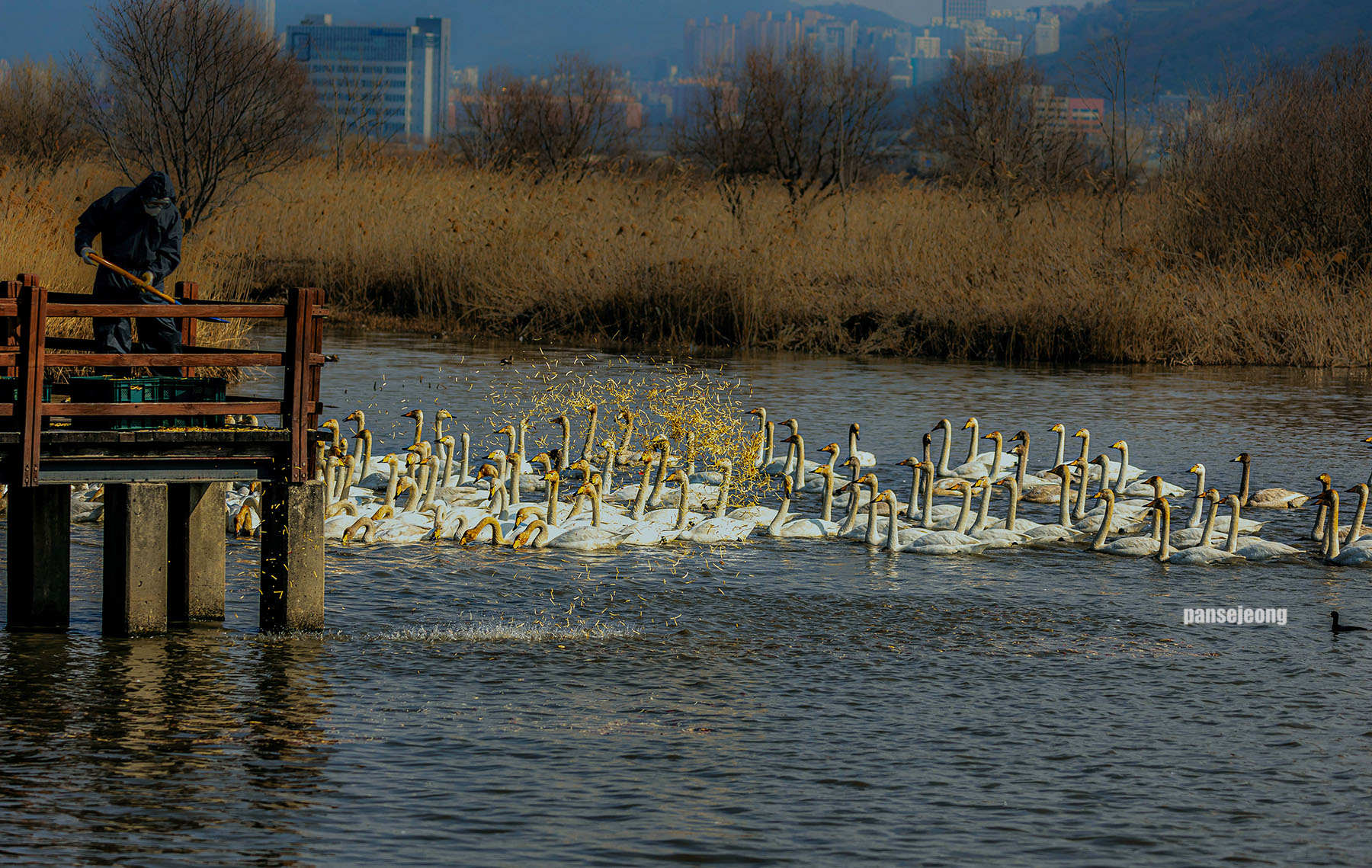 PHOTO BY jps | Canon EOS R6 | 2024:02:07 13:14:06 | ISO-125 | 1/1500 sec | f 5.6 | 164 mm | EV=0 | ● WIDTH:1800 pixels  HEIGHT:1139 pixels