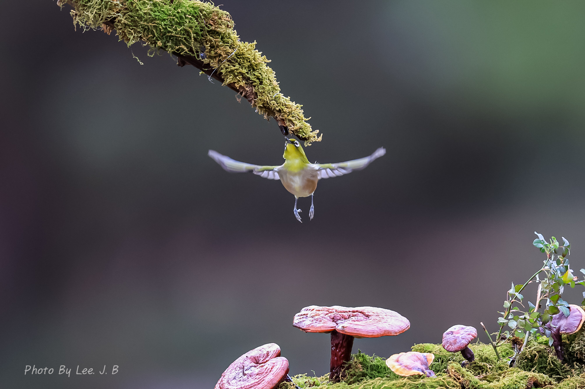 PHOTO BY  | Canon EOS R3 | 2024:01:01 15:05:49 | ISO-3200 | 1/1600 sec | f 4 | 600 mm | EV=-1 | ● WIDTH:2008 pixels  HEIGHT:1336 pixels