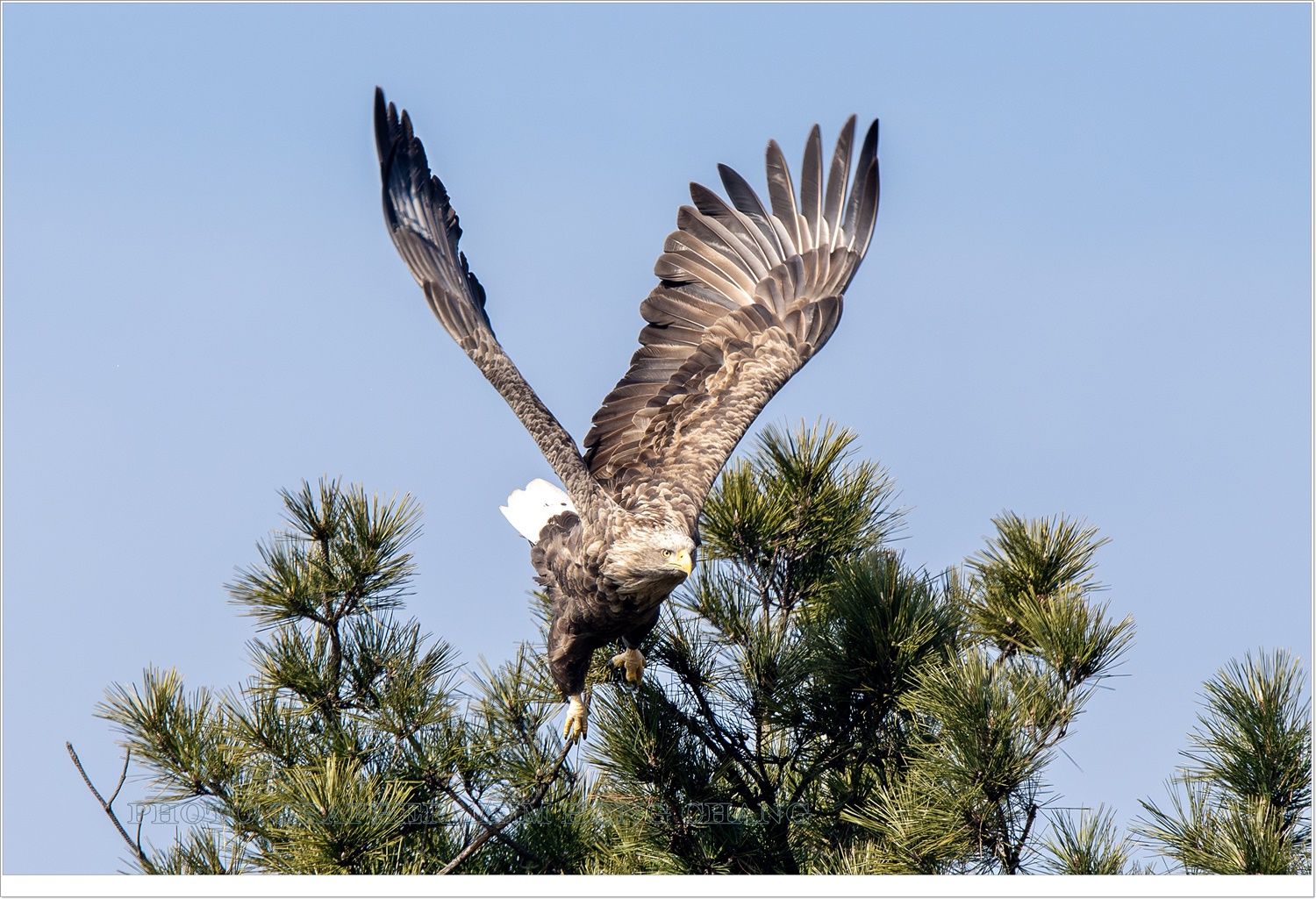 PHOTO BY  | NIKON D850 | 2024:02:08 11:20:36 | ISO-400 | 1/1600 sec | f 8 | 850 mm | EV=0 | ● WIDTH:3360 pixels  HEIGHT:2240 pixels