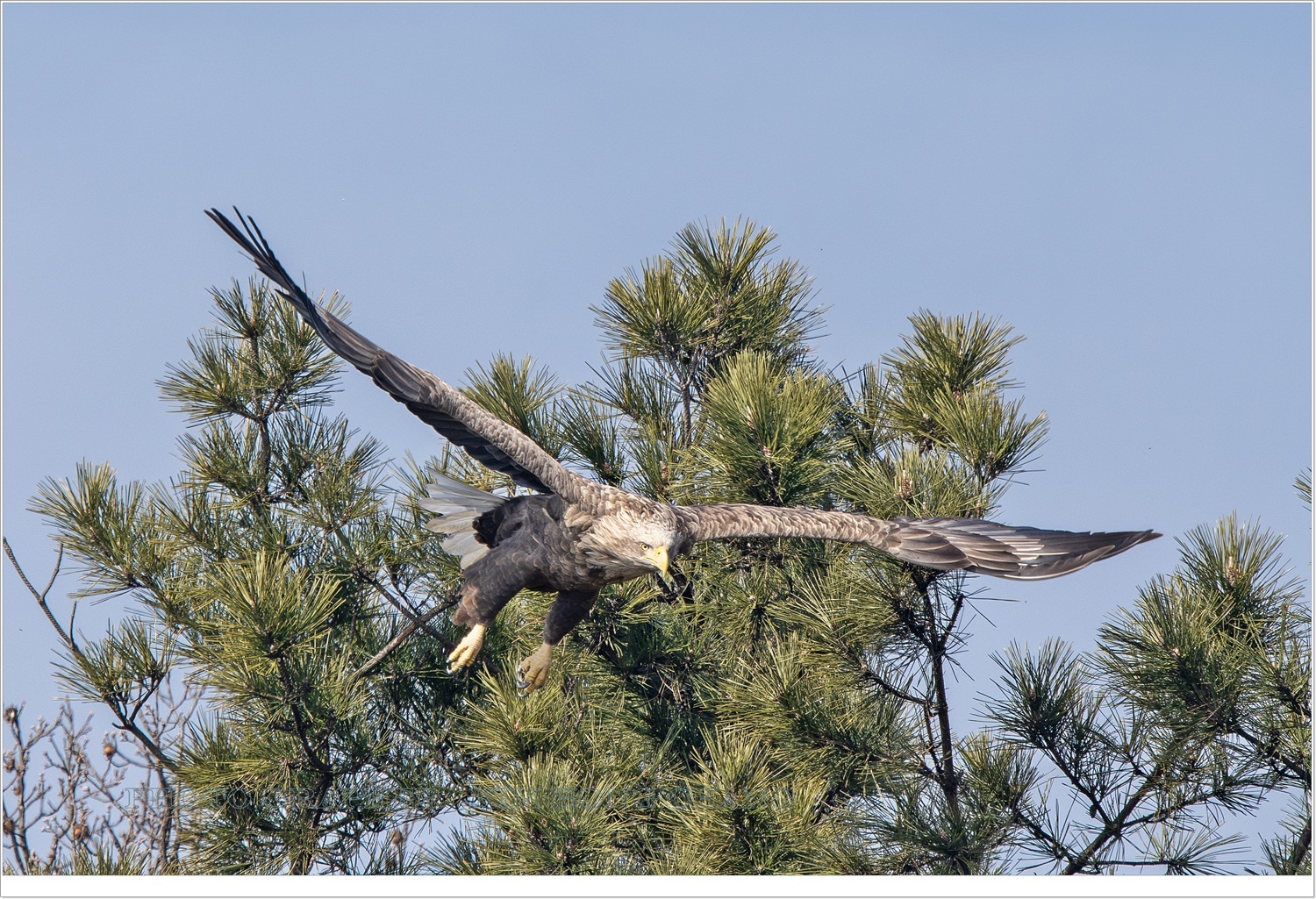 PHOTO BY  | NIKON D850 | 2024:02:08 11:20:36 | ISO-400 | 1/1600 sec | f 8 | 850 mm | EV=0 | ● WIDTH:3426 pixels  HEIGHT:2284 pixels