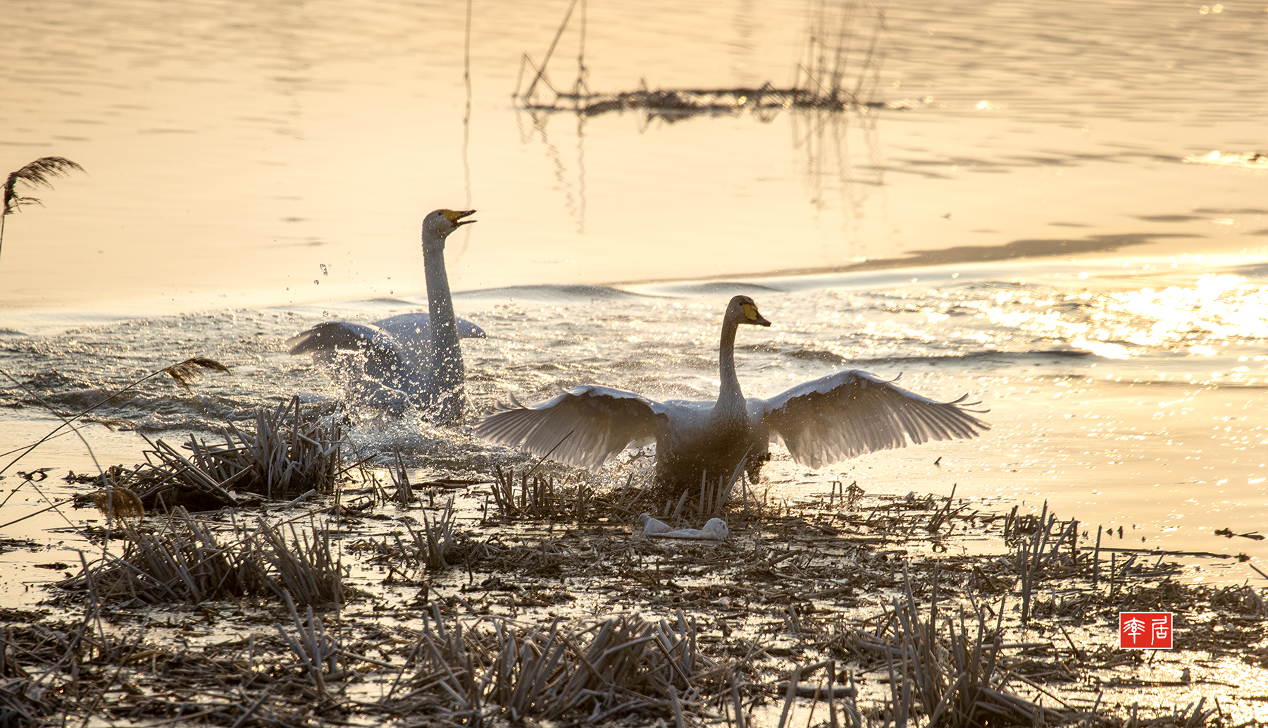 PHOTO BY changickheun | Canon EOS-1D X Mark III | 2024:02:08 07:59:59 | ISO-800 | 1/1250 sec | f 8 | 400 mm | EV=0 | ● WIDTH:1800 pixels  HEIGHT:1033 pixels