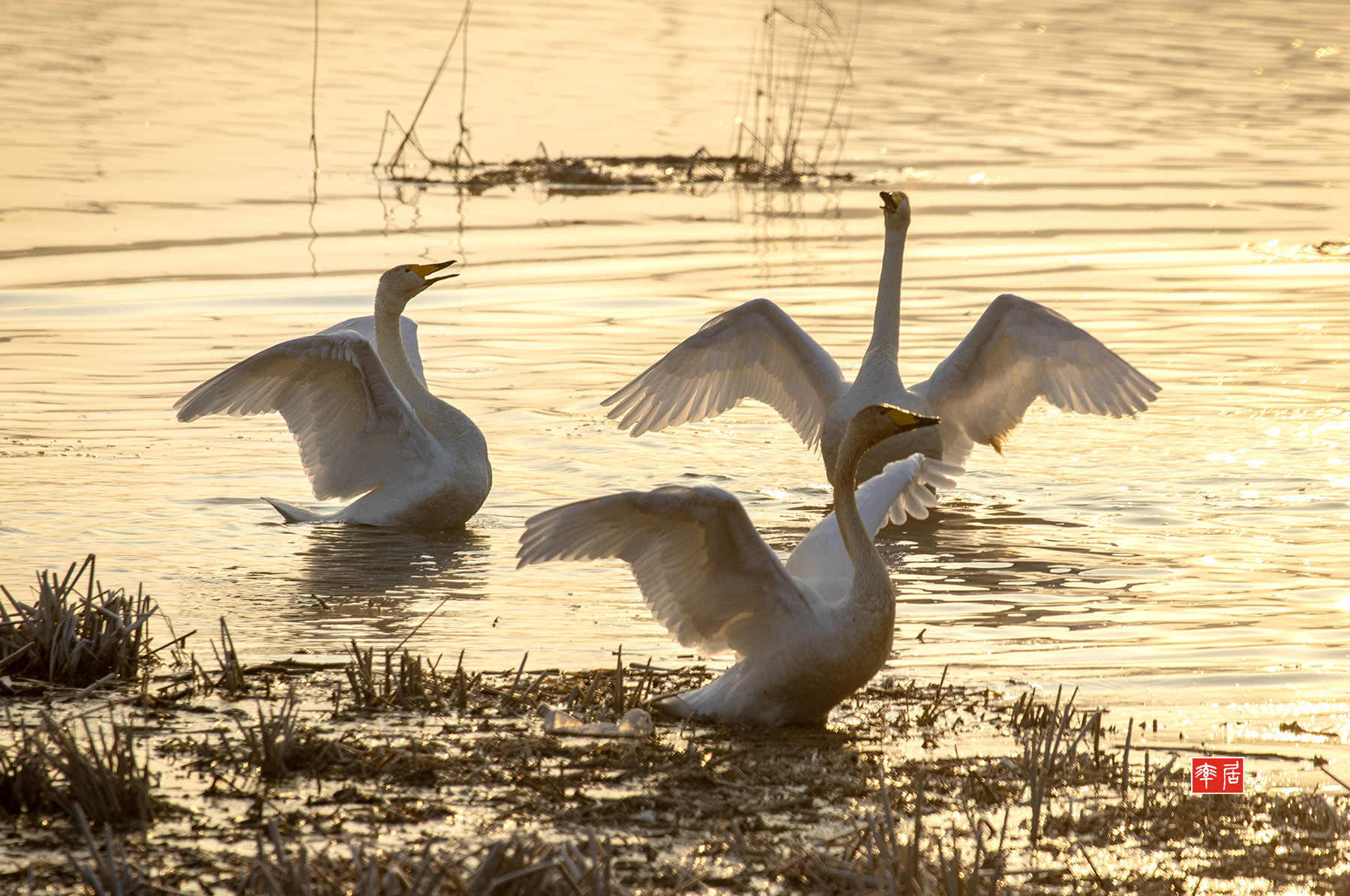 PHOTO BY changickheun | Canon EOS-1D X Mark III | 2024:02:08 08:00:09 | ISO-800 | 1/1250 sec | f 8 | 400 mm | EV=0 | ● WIDTH:1800 pixels  HEIGHT:1195 pixels
