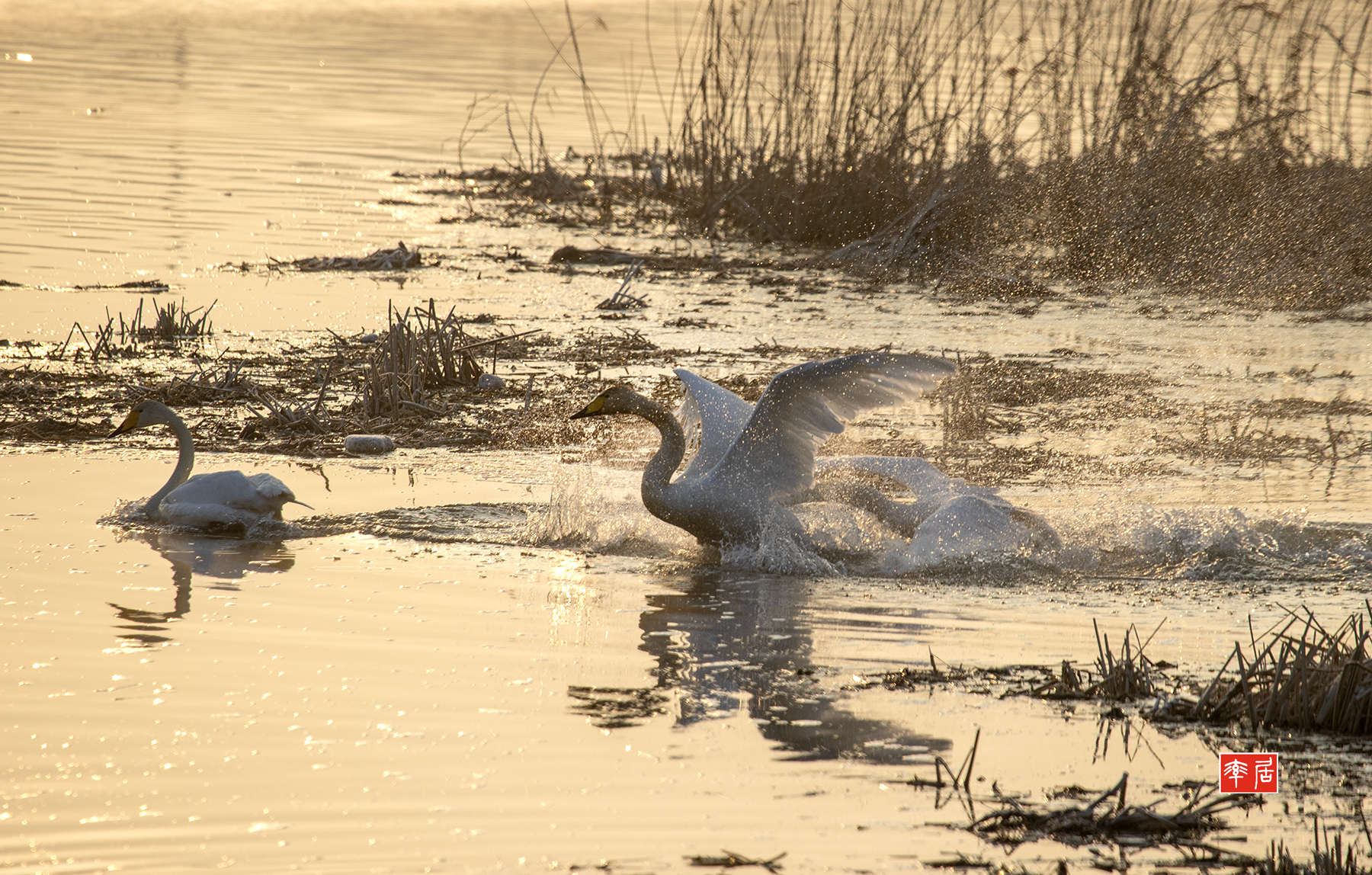 PHOTO BY changickheun | Canon EOS-1D X Mark III | 2024:02:08 07:59:54 | ISO-800 | 1/1250 sec | f 8 | 400 mm | EV=0 | ● WIDTH:1800 pixels  HEIGHT:1148 pixels