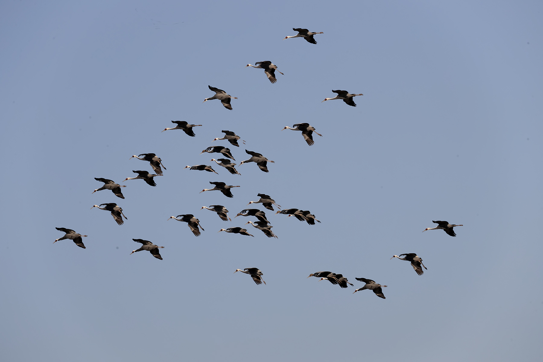 PHOTO BY WO2YA LAB | Canon EOS-1D X Mark II | 2024:01:15 15:59:02 | ISO-3200 | 1/2000 sec | f 14 | 340 mm | EV=0 | ● WIDTH:1800 pixels  HEIGHT:1200 pixels