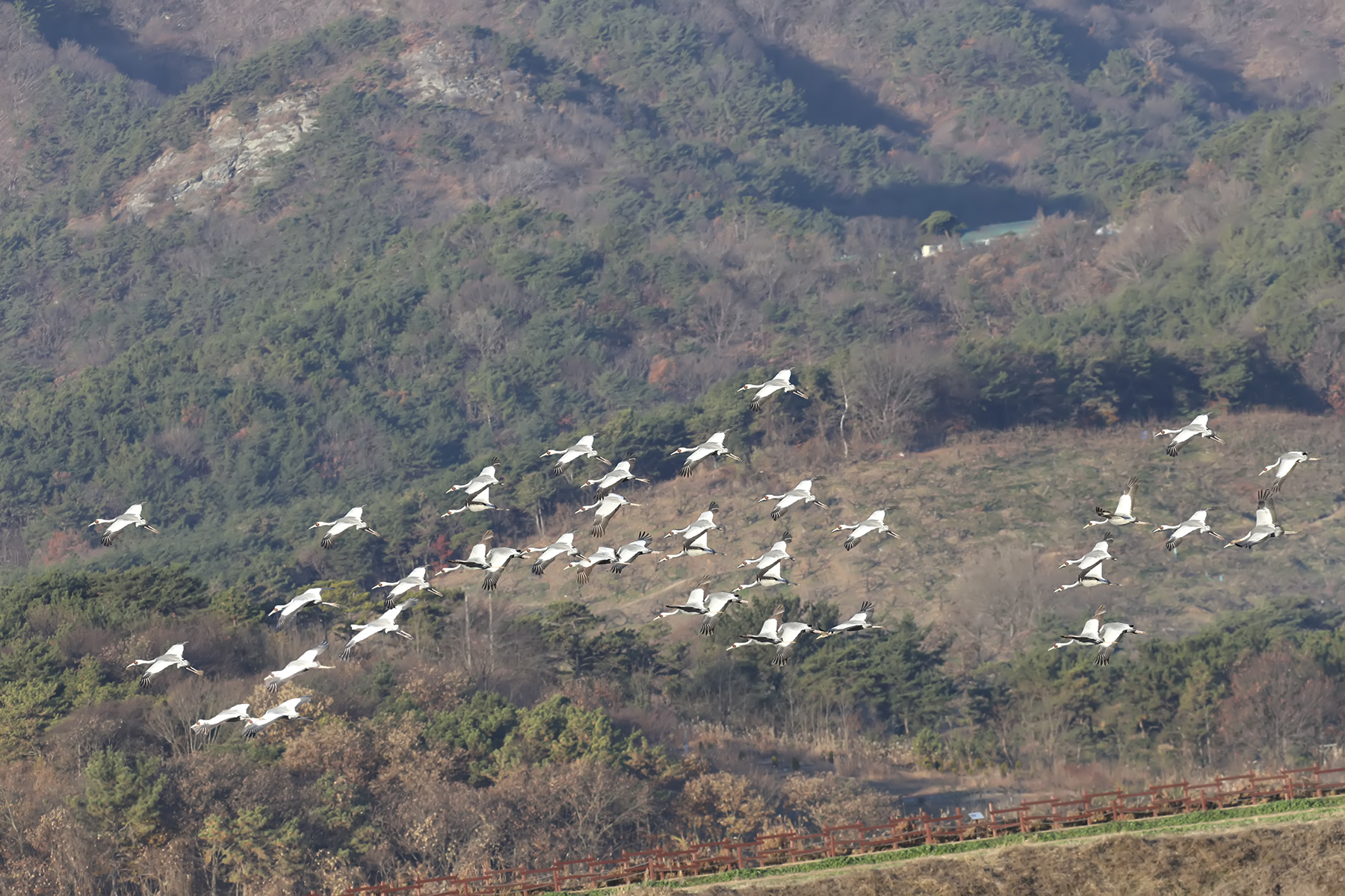 PHOTO BY WO2YA LAB | Canon EOS-1D X Mark II | 2024:01:15 15:59:01 | ISO-3200 | 1/2000 sec | f 14 | 340 mm | EV=0 | ● WIDTH:1800 pixels  HEIGHT:1200 pixels