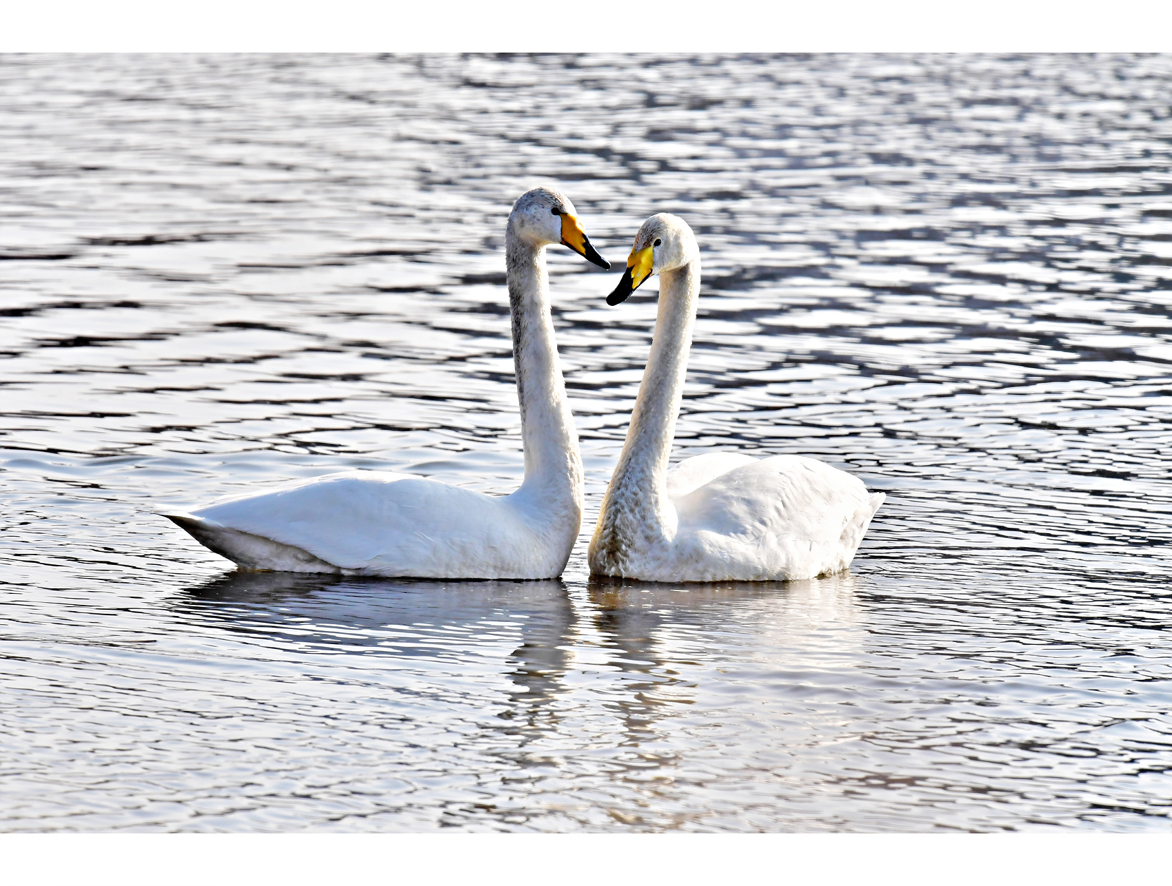 PHOTO BY Hamwuel Baek | NIKON D5 | 2024:01:15 10:20:36 | ISO-1000 | 5/10000 sec | f 11 | 850 mm | EV=1 | ● WIDTH:1700 pixels  HEIGHT:1286 pixels