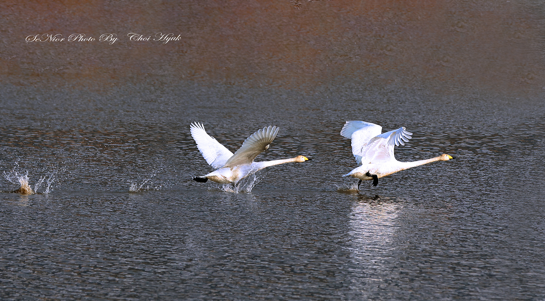 PHOTO BY  | Canon EOS R6 | 2024:02:07 15:58:50 | ISO-640 | 1/2500 sec | f 4.5 | 185 mm | EV=0 | ● WIDTH:1900 pixels  HEIGHT:1050 pixels