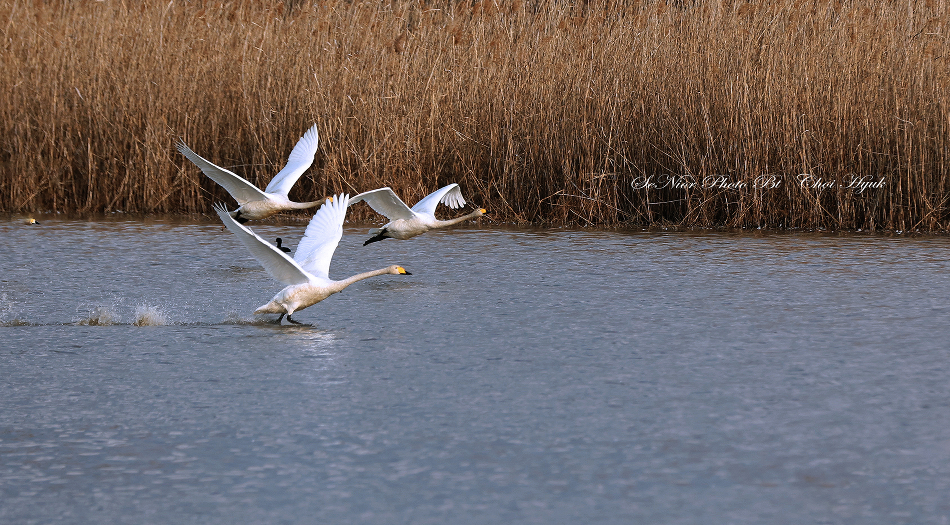 PHOTO BY  | Canon EOS R6 | 2024:02:07 16:10:09 | ISO-640 | 1/3200 sec | f 4.5 | 280 mm | EV=0 | ● WIDTH:1900 pixels  HEIGHT:1050 pixels