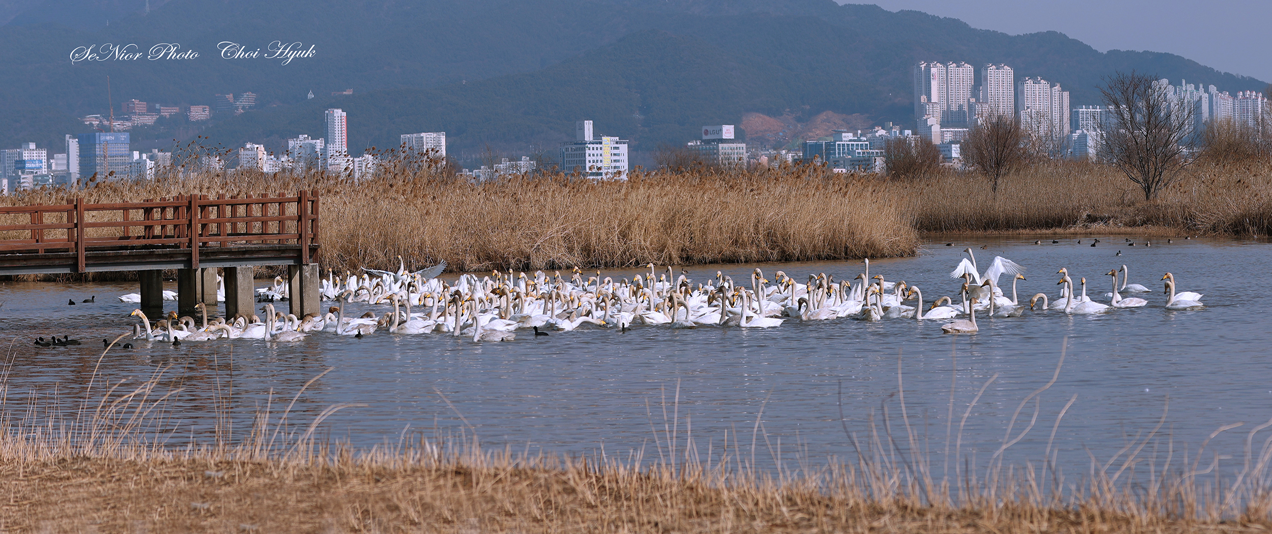 PHOTO BY  | Canon EOS R6 | 2024:02:07 13:20:37 | ISO-100 | 1/1250 sec | f 4.5 | 98 mm | EV=0 | ● WIDTH:2500 pixels  HEIGHT:1050 pixels