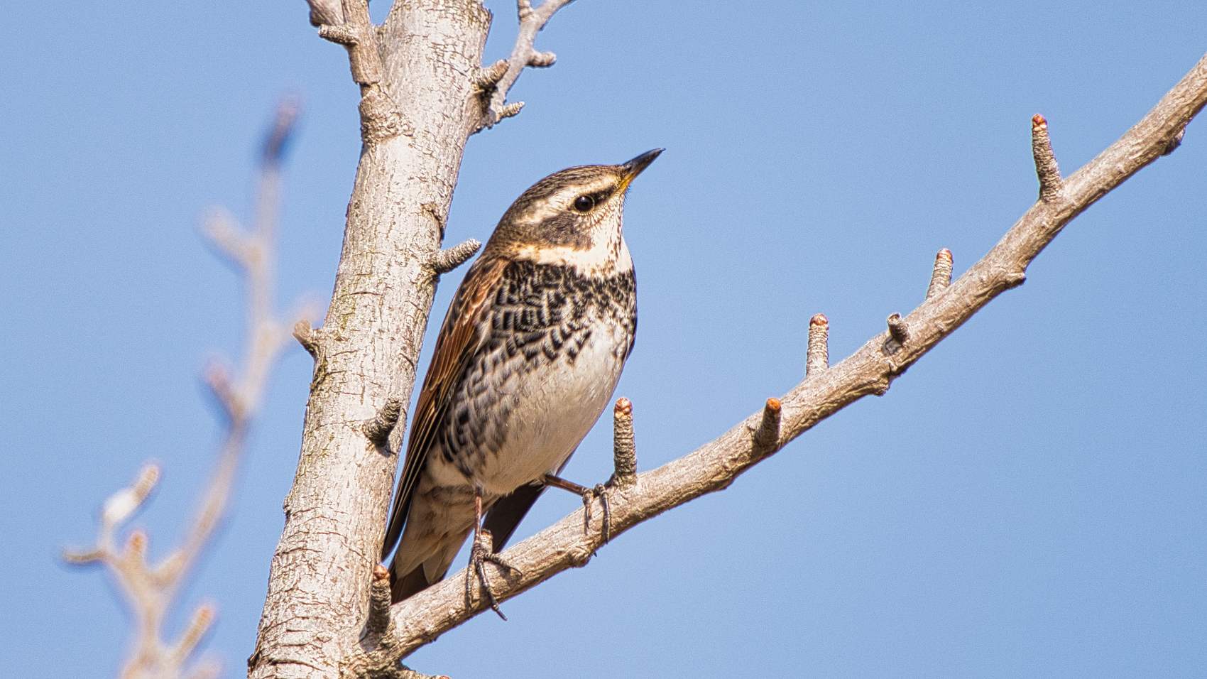 PHOTO BY  | ILCE-7RM5 | 2024:02:02 13:23:26 | ISO-250 | 1/500 sec | f 6.3 | 600 mm | EV=0 | ● WIDTH:1700 pixels  HEIGHT:956 pixels