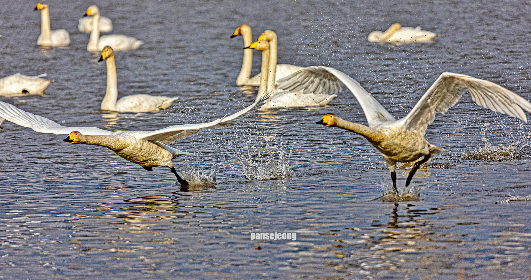 PHOTO BY jps | Canon EOS R6 | 2024:02:07 15:43:01 | ISO-400 | 1/3000 sec | f 5.6 | 600 mm | EV=0 | ● WIDTH:1800 pixels  HEIGHT:950 pixels