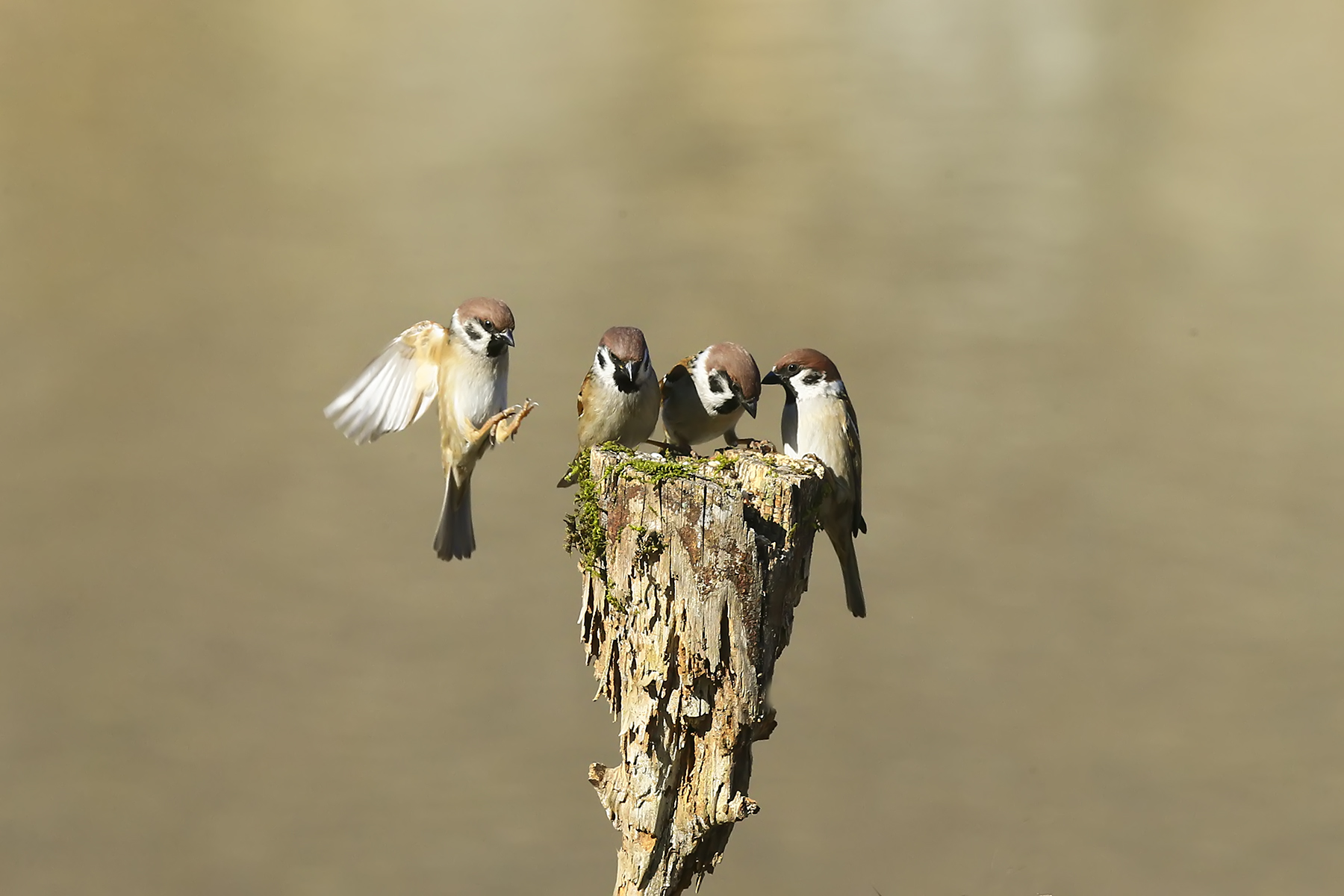 PHOTO BY WO2YA LAB | Canon EOS-1D X Mark II | 2024:02:07 16:52:41 | ISO-3200 | 1/2000 sec | f 14 | 371 mm | EV=0 | ● WIDTH:1800 pixels  HEIGHT:1200 pixels