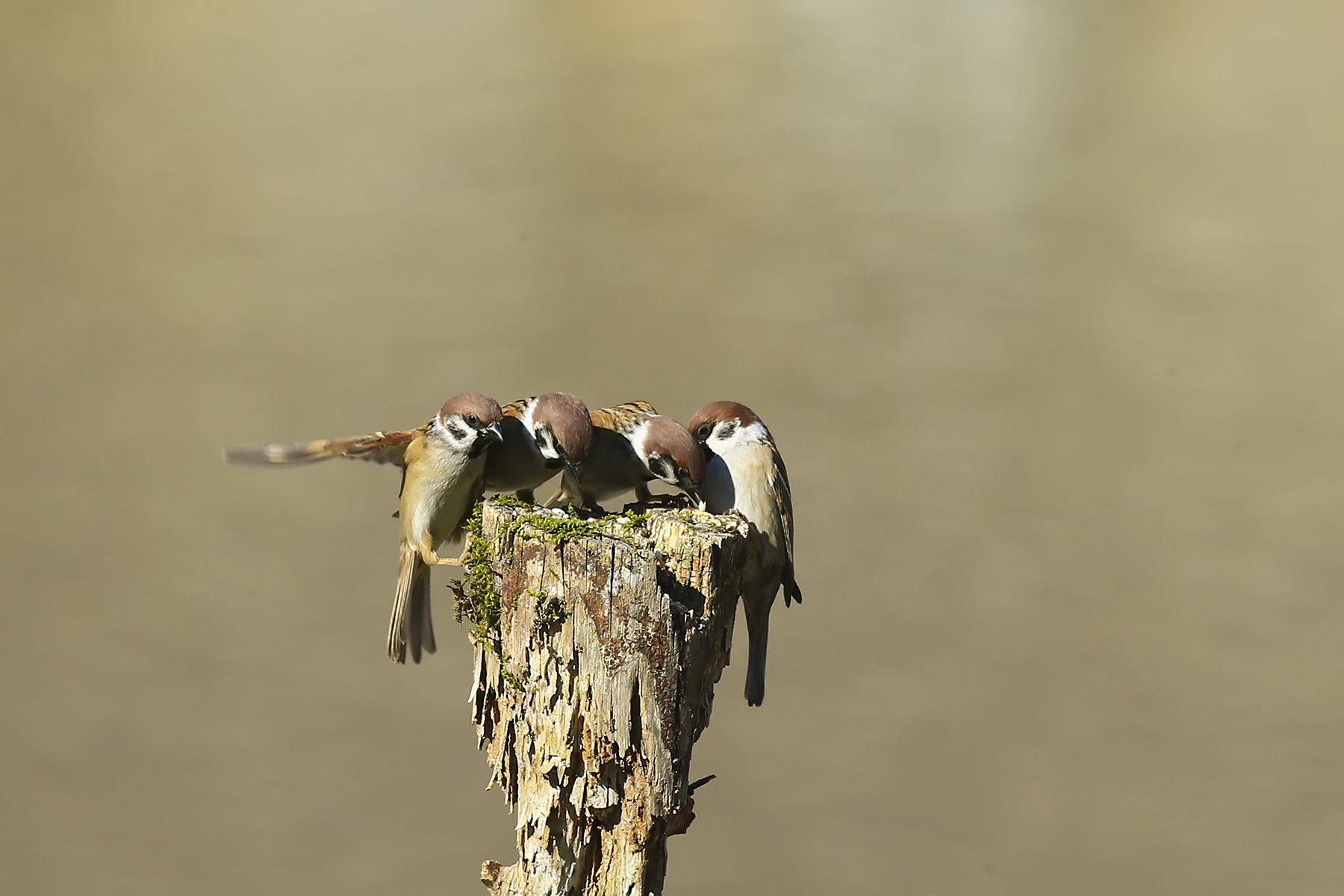 PHOTO BY WO2YA LAB | Canon EOS-1D X Mark II | 2024:02:07 16:52:41 | ISO-3200 | 1/2000 sec | f 14 | 371 mm | EV=0 | ● WIDTH:1800 pixels  HEIGHT:1200 pixels