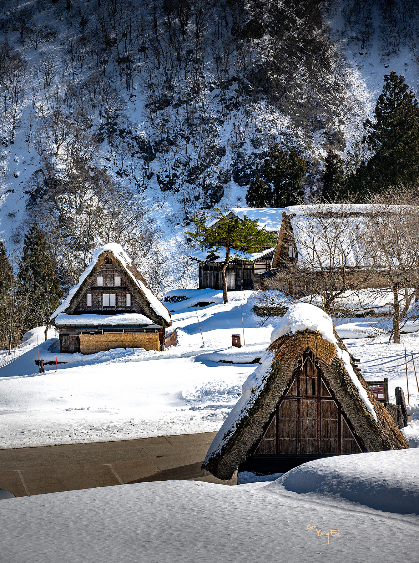 PHOTO BY  | NIKON Z 9 | 2024:02:03 12:50:56 | ISO-100 | 1/400 sec | f 11 | 99 mm | EV=0 | ● WIDTH:1340 pixels  HEIGHT:1800 pixels