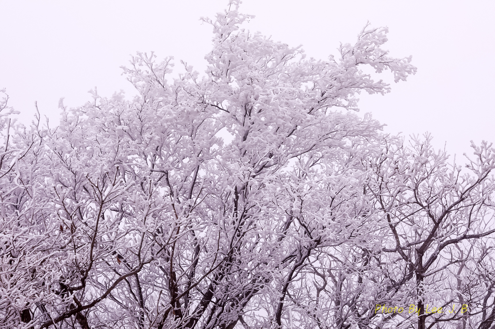 PHOTO BY  | Canon EOS 5D Mark IV | 2024:02:03 15:03:21 | ISO-640 | 1/500 sec | f 9 | 50 mm | EV=0.7 | ● WIDTH:1720 pixels  HEIGHT:1145 pixels