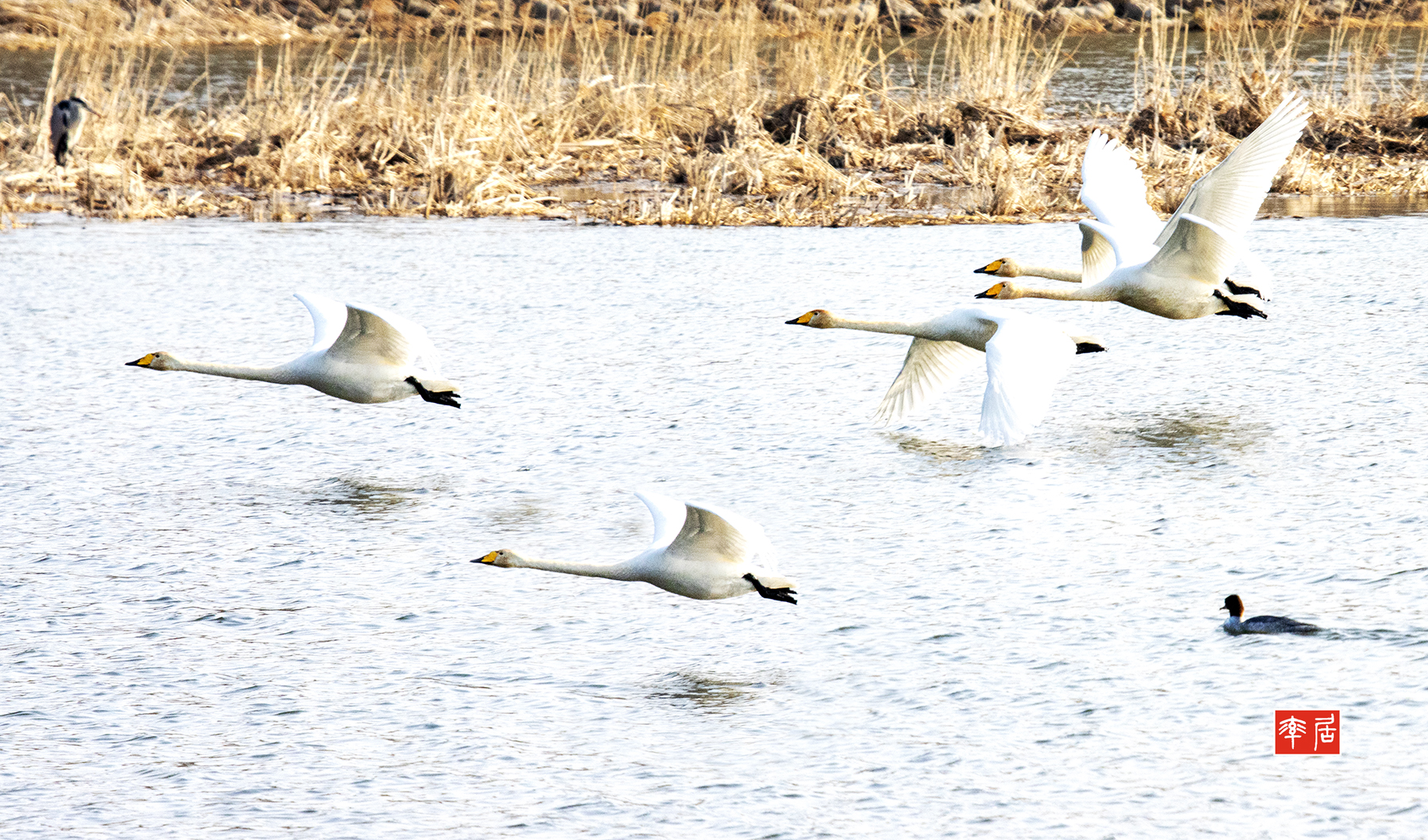 PHOTO BY changikheun | Canon EOS 90D | 2024:02:07 09:29:53 | ISO-1250 | 1/1600 sec | f 9 | 300 mm | EV=0 | ● WIDTH:1800 pixels  HEIGHT:1059 pixels
