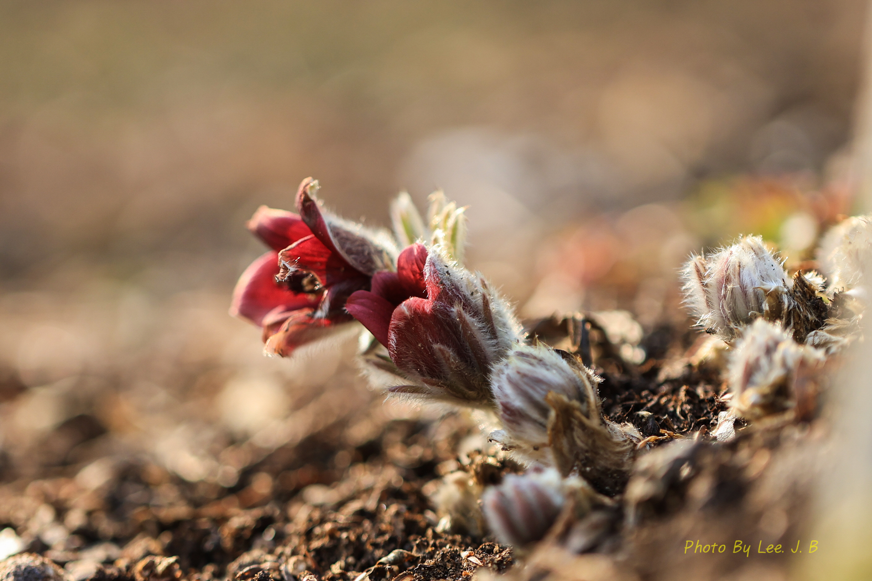 PHOTO BY  | Canon EOS R3 | 2024:02:10 14:39:28 | ISO-400 | 1/1250 sec | f 2.8 | 100 mm | EV=0 | ● WIDTH:2818 pixels  HEIGHT:1878 pixels