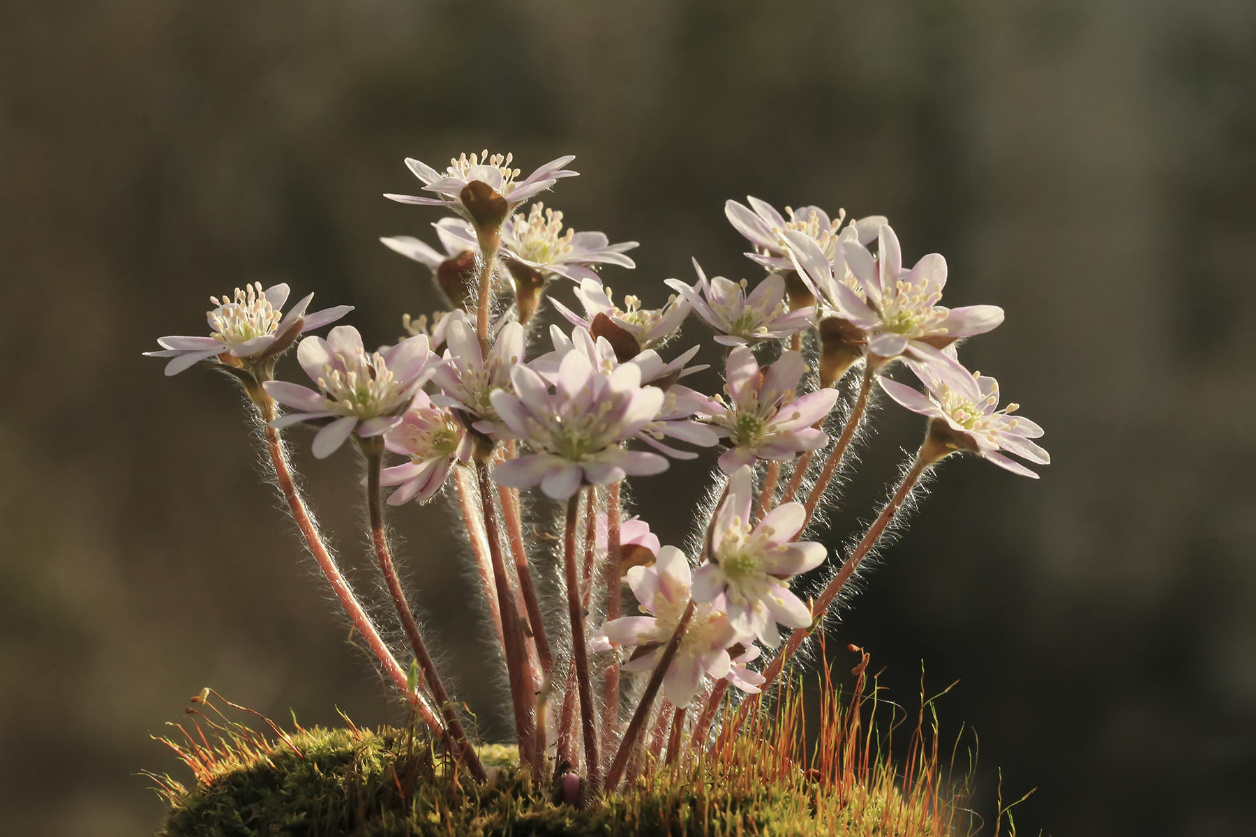 PHOTO BY WO2YA LAB | Canon EOS-1D X Mark II | 2024:02:07 16:52:44 | ISO-3200 | 1/2000 sec | f 16 | 371 mm | EV=0 | ● WIDTH:1800 pixels  HEIGHT:1200 pixels