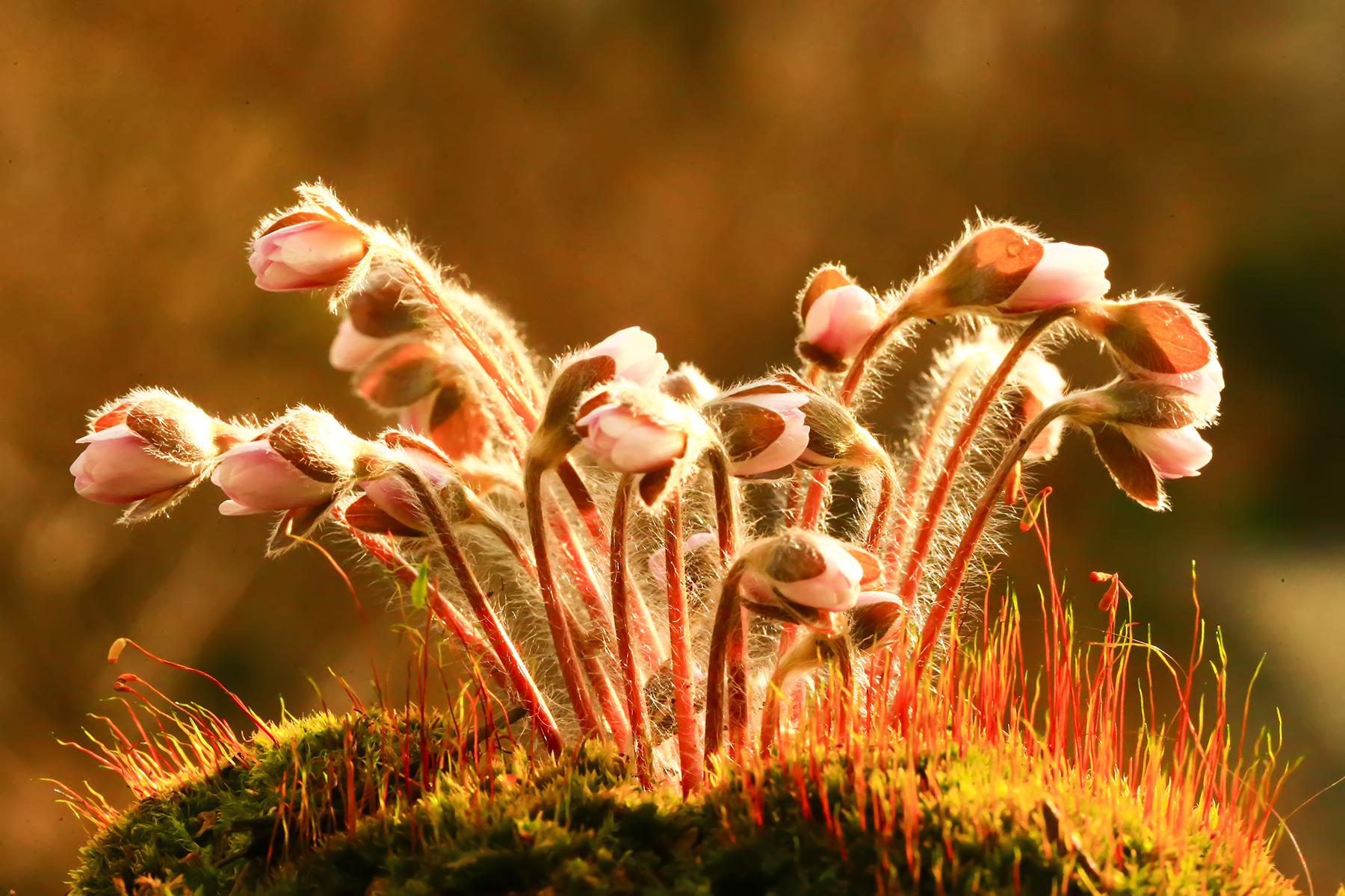 PHOTO BY WO2YA LAB | Canon EOS-1D X Mark II | 2024:02:07 16:52:44 | ISO-3200 | 1/2000 sec | f 16 | 371 mm | EV=0 | ● WIDTH:1800 pixels  HEIGHT:1200 pixels