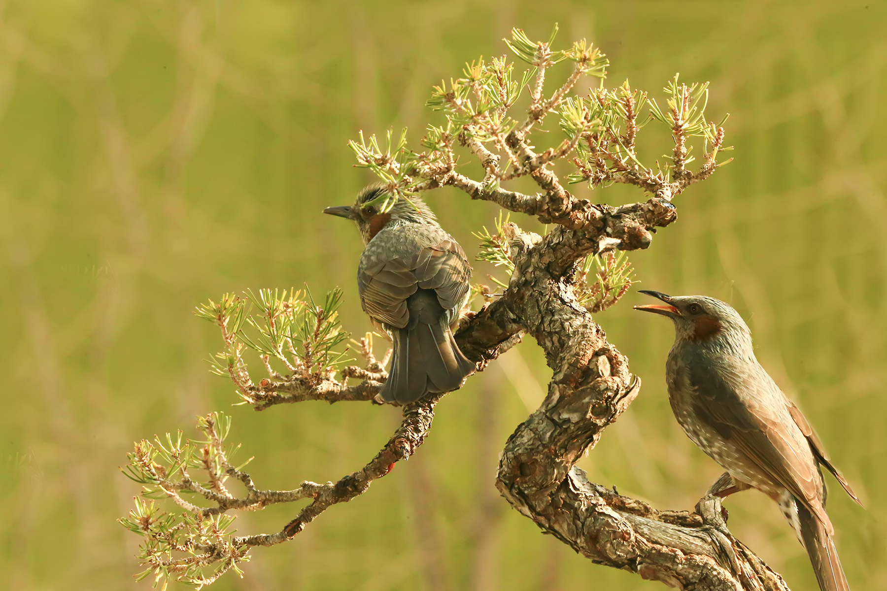 PHOTO BY WO2YA LAB | Canon EOS-1D X Mark II | 2024:02:07 16:52:44 | ISO-3200 | 1/2000 sec | f 16 | 371 mm | EV=0 | ● WIDTH:1800 pixels  HEIGHT:1200 pixels