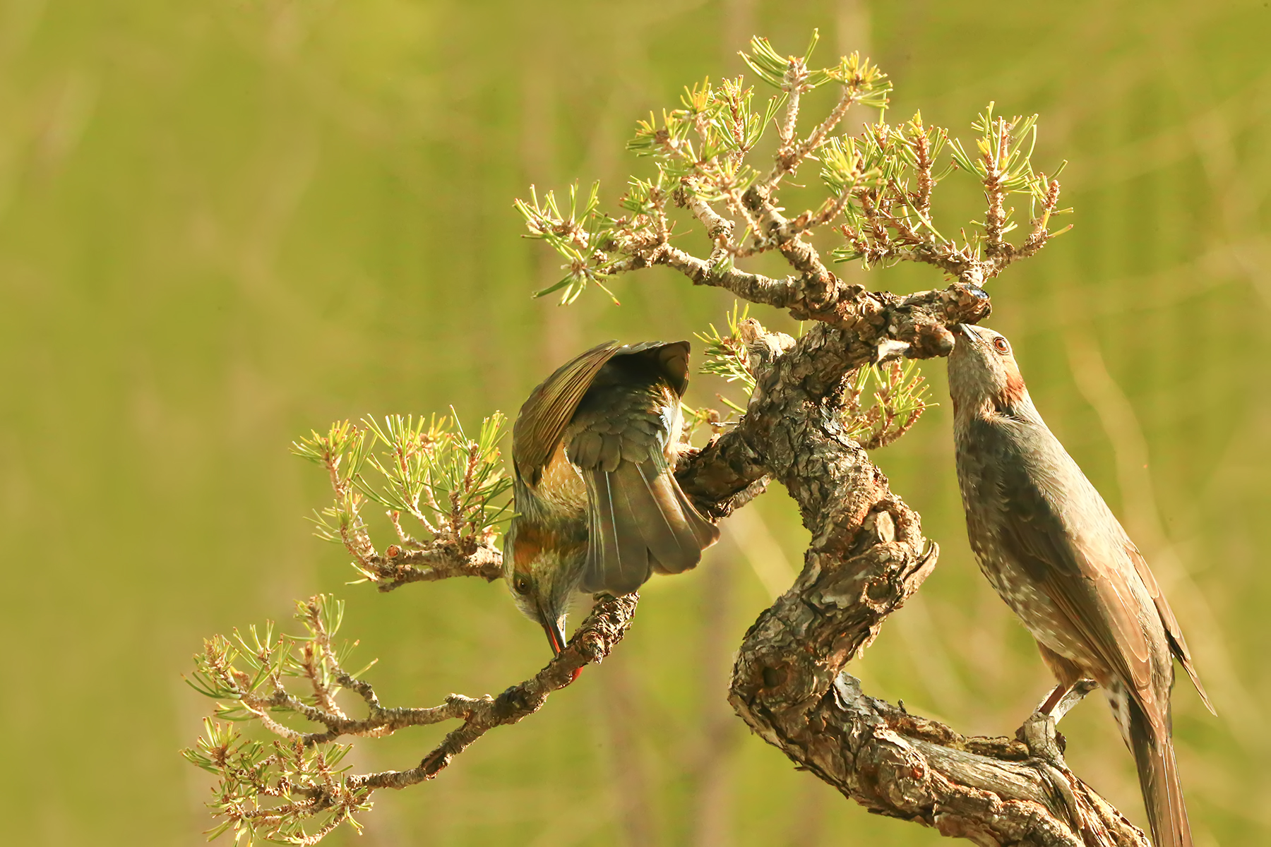 PHOTO BY WO2YA LAB | Canon EOS-1D X Mark II | 2024:02:07 16:52:44 | ISO-3200 | 1/2000 sec | f 18 | 371 mm | EV=0 | ● WIDTH:1800 pixels  HEIGHT:1200 pixels