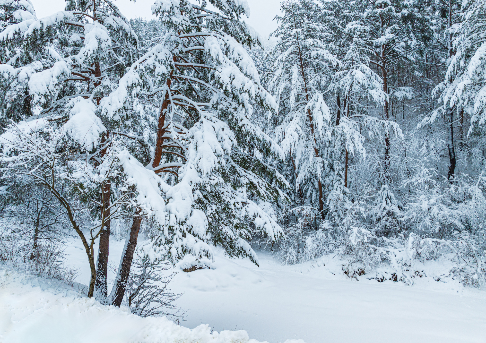 PHOTO BY  | L2D-20c | 2024:02:06 16:12:50 | ISO-100 | 1/160 sec | f 2.8 | 12.29 mm | EV=0 | ● WIDTH:2000 pixels  HEIGHT:1412 pixels