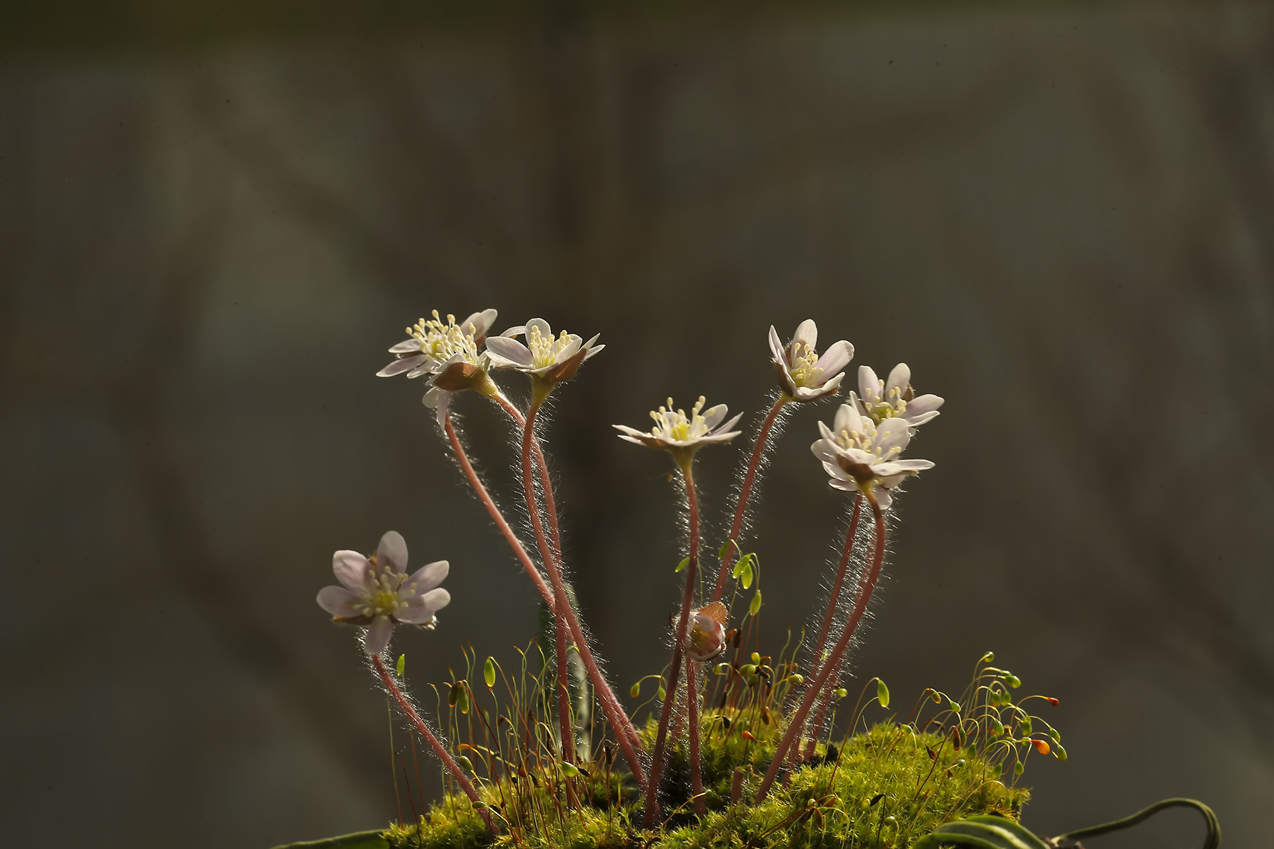 PHOTO BY WO2YA LAB | Canon EOS-1D X Mark II | 2024:02:07 16:52:48 | ISO-3200 | 1/2000 sec | f 18 | 360 mm | EV=0 | ● WIDTH:1800 pixels  HEIGHT:1200 pixels